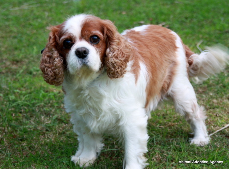Cavalier King Charles - Small Male Dog in NSW - PetRescue
