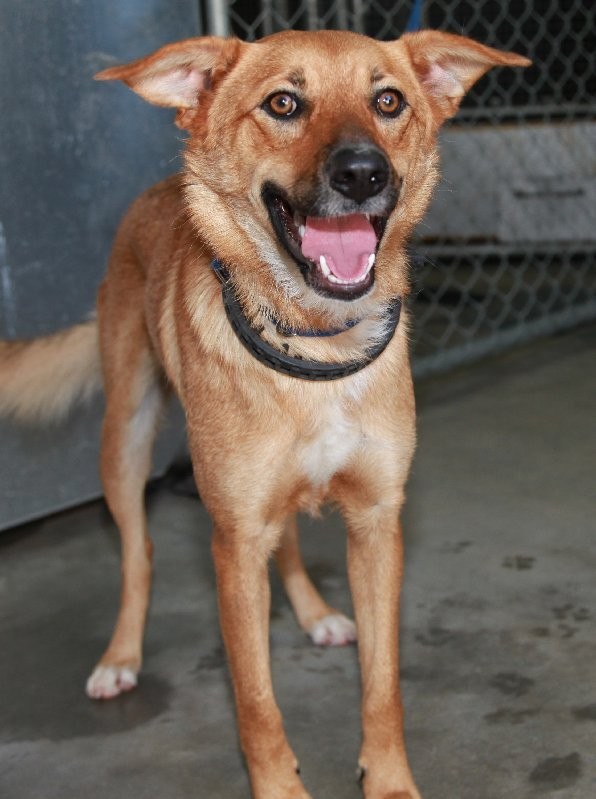 Rita Medium Female Golden Retriever x Kelpie Dog in QLD PetRescue