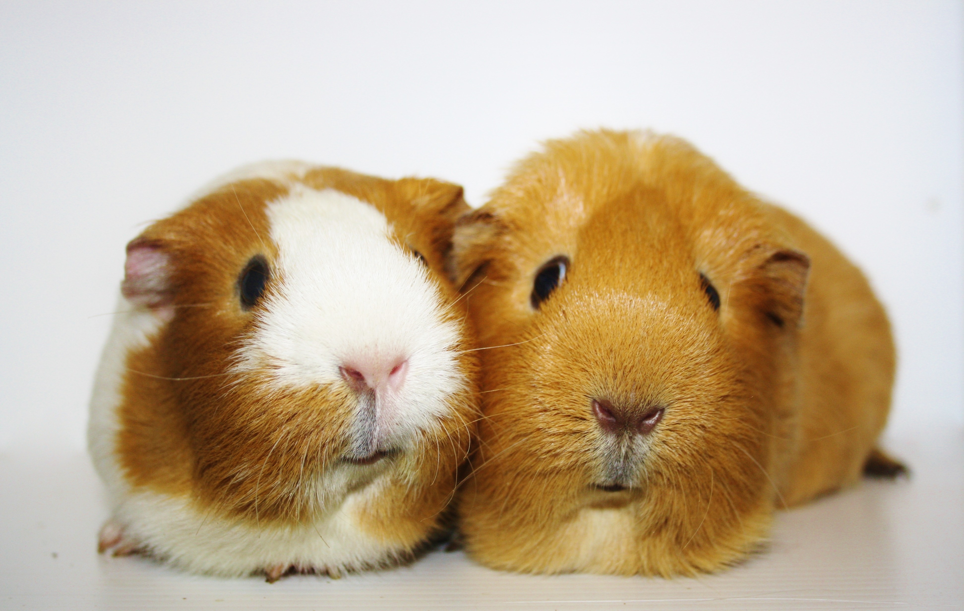 Peanut and Butter Female Shorthair Smooth Hair Guinea Pig in QLD