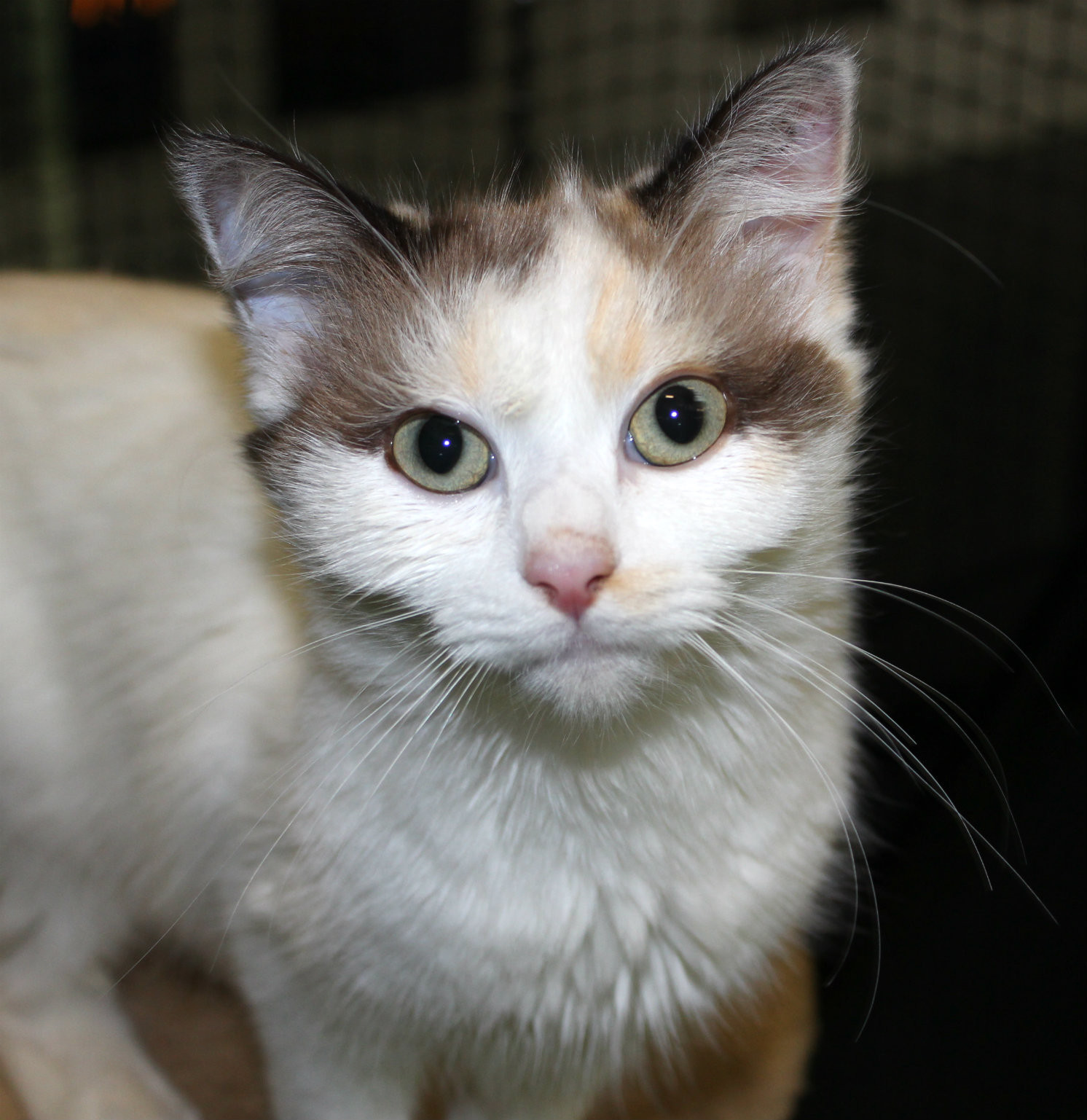 Allegra - Female Ragdoll Cat in QLD - PetRescue