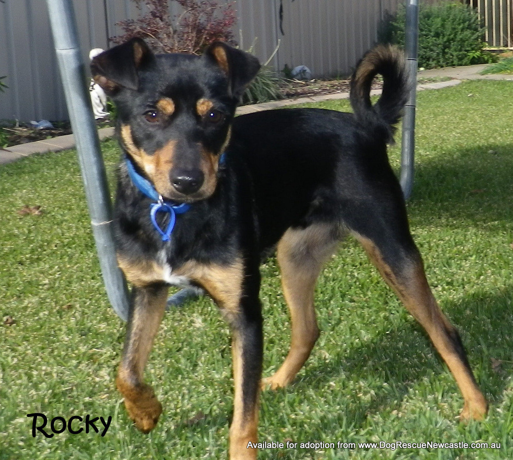 Rocky (On Rial 30/6/13) Small Male Mini Pinscher x Fox Terrier Mix