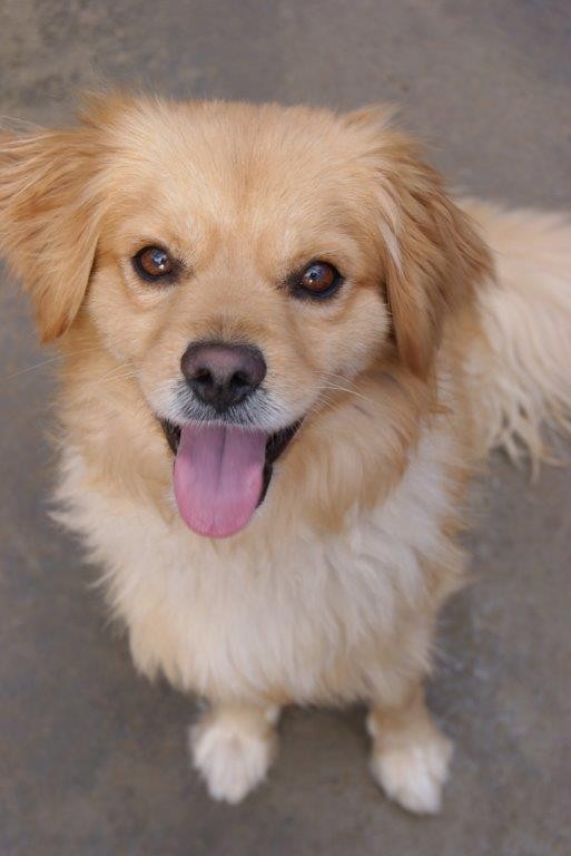Biscuit Small Male Pomeranian x Cavalier King Charles Spaniel Mix Dog in WA PetRescue