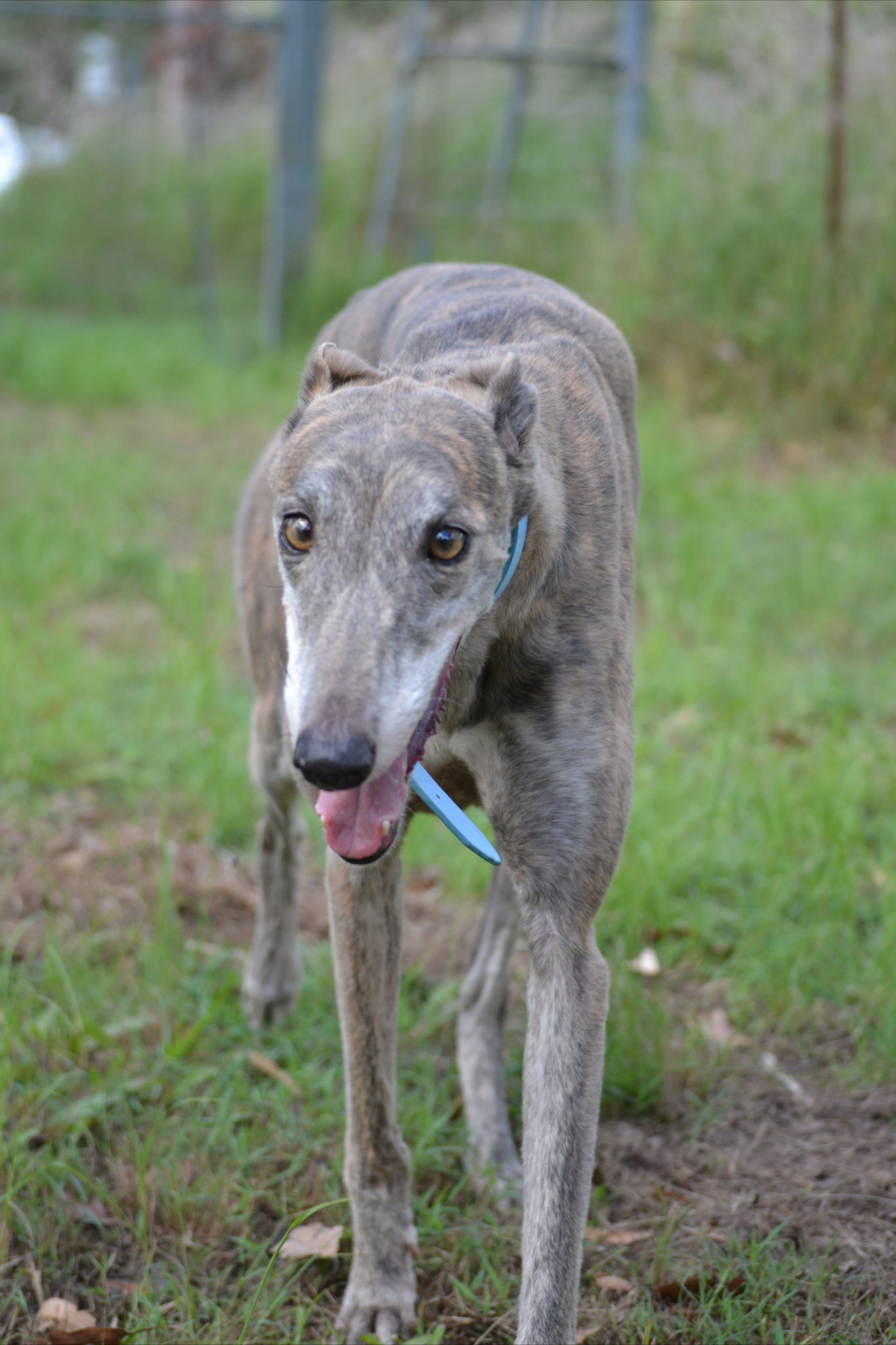 Taffy Large Female Greyhound Dog in QLD PetRescue