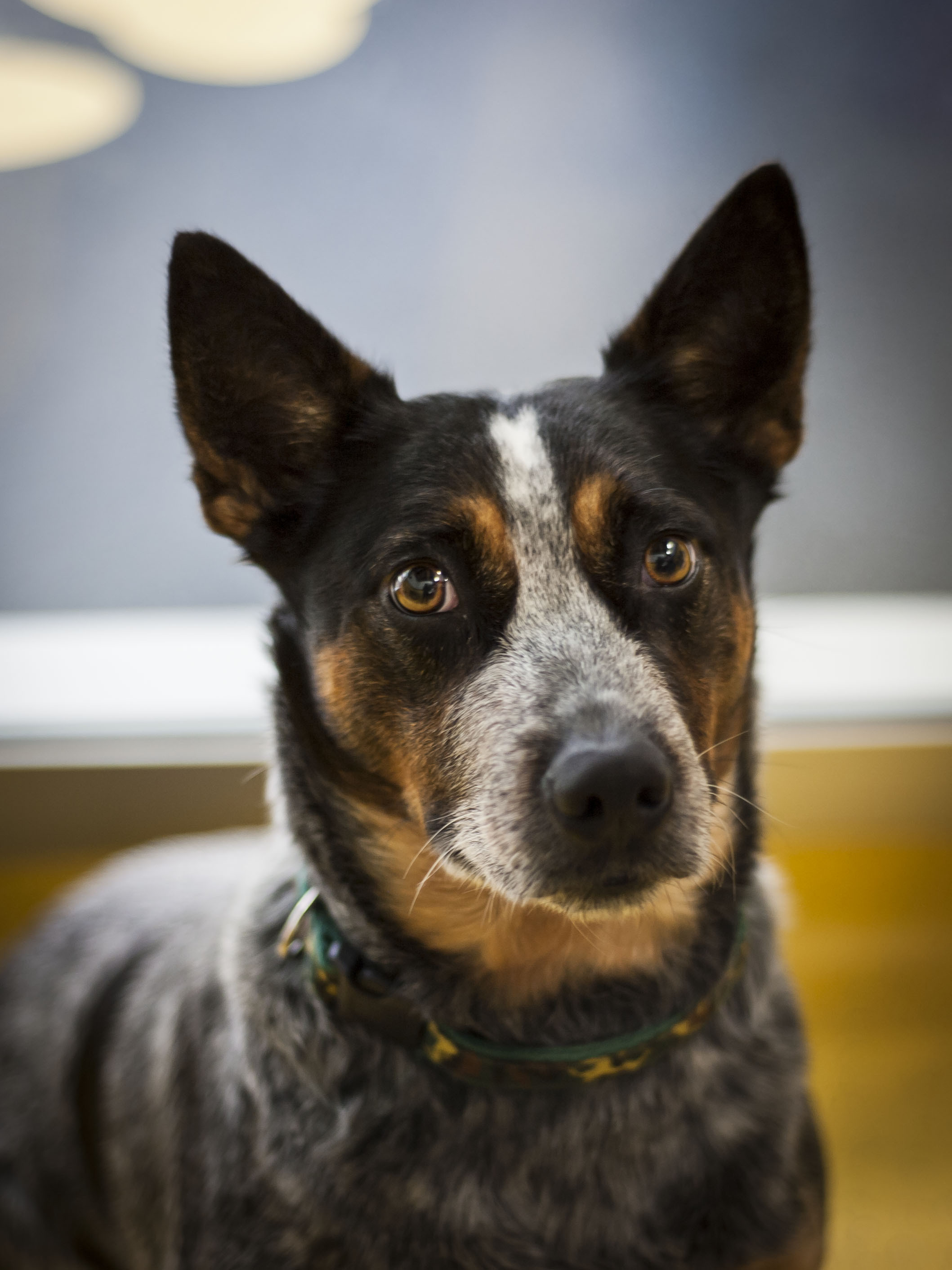 Kallie - Medium Female Australian Cattledog Mix Dog in QLD - PetRescue