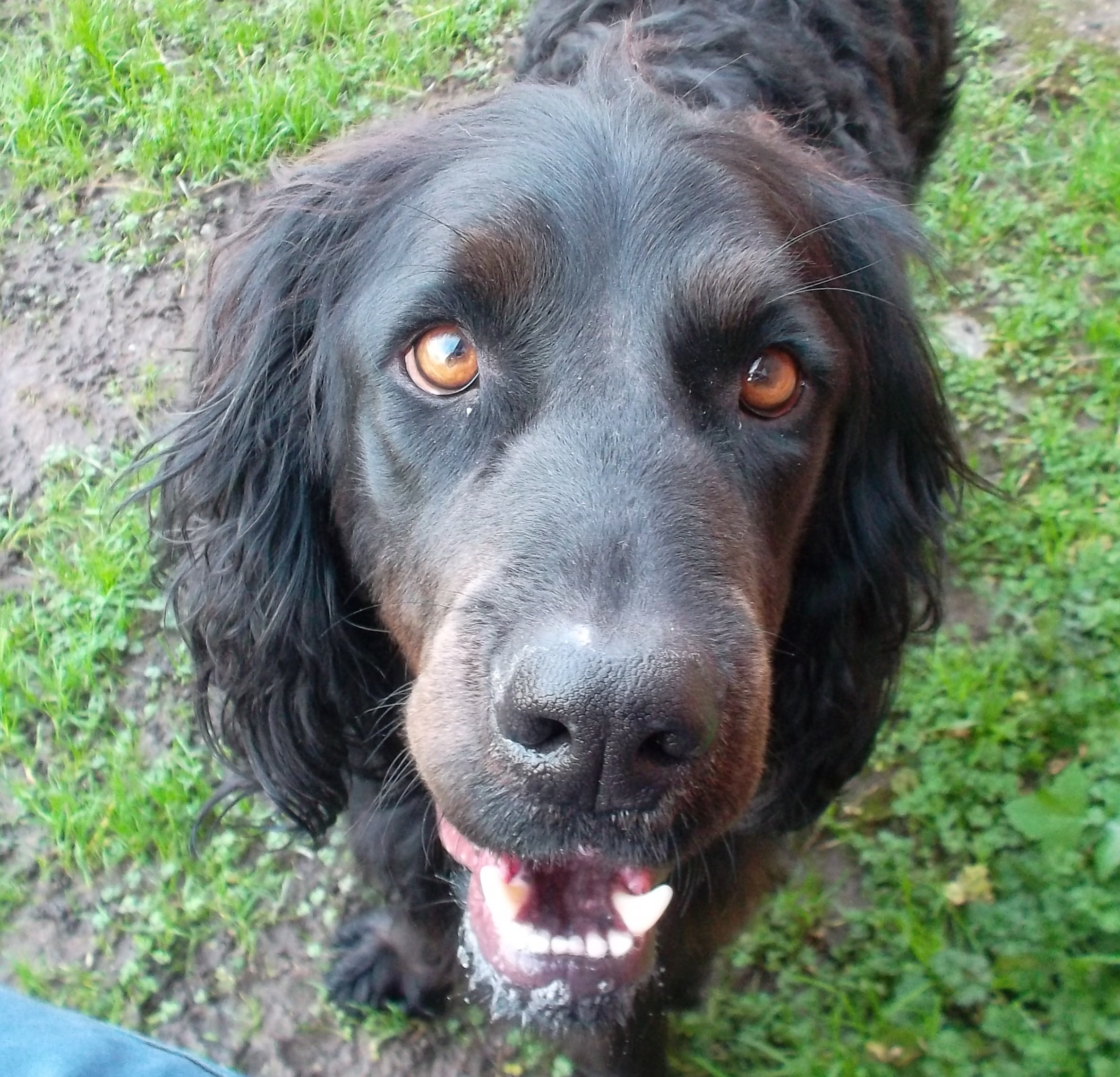 Duchess - Large Female Curly Coated Retriever x Gordon ...