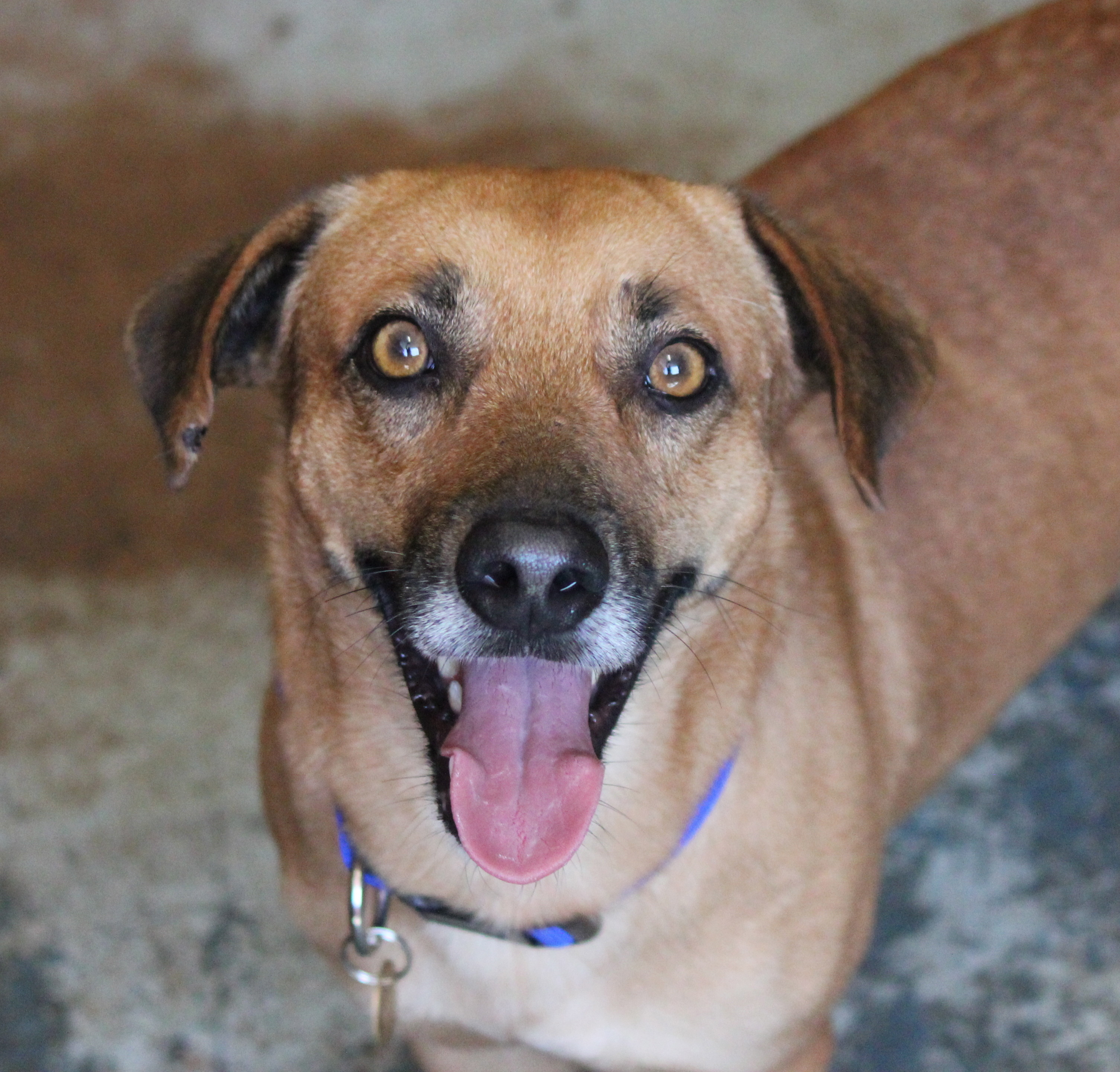 Marcus - bed21088 - Medium Male Mixed Breed Medium Size Mix Dog in WA ...