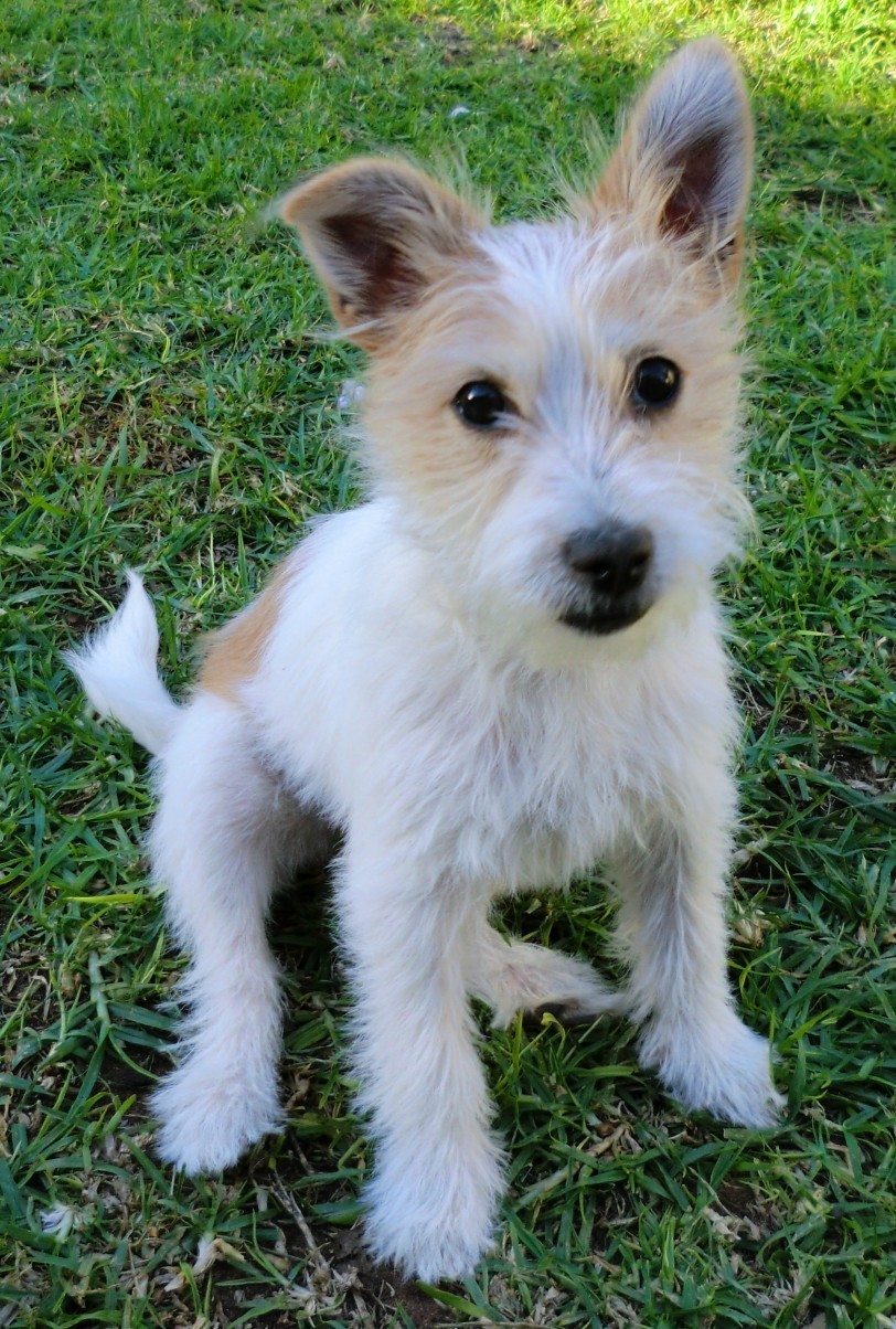 Bella *On Trial in Her New Home* - Small Female Maltese x Jack Russell ...