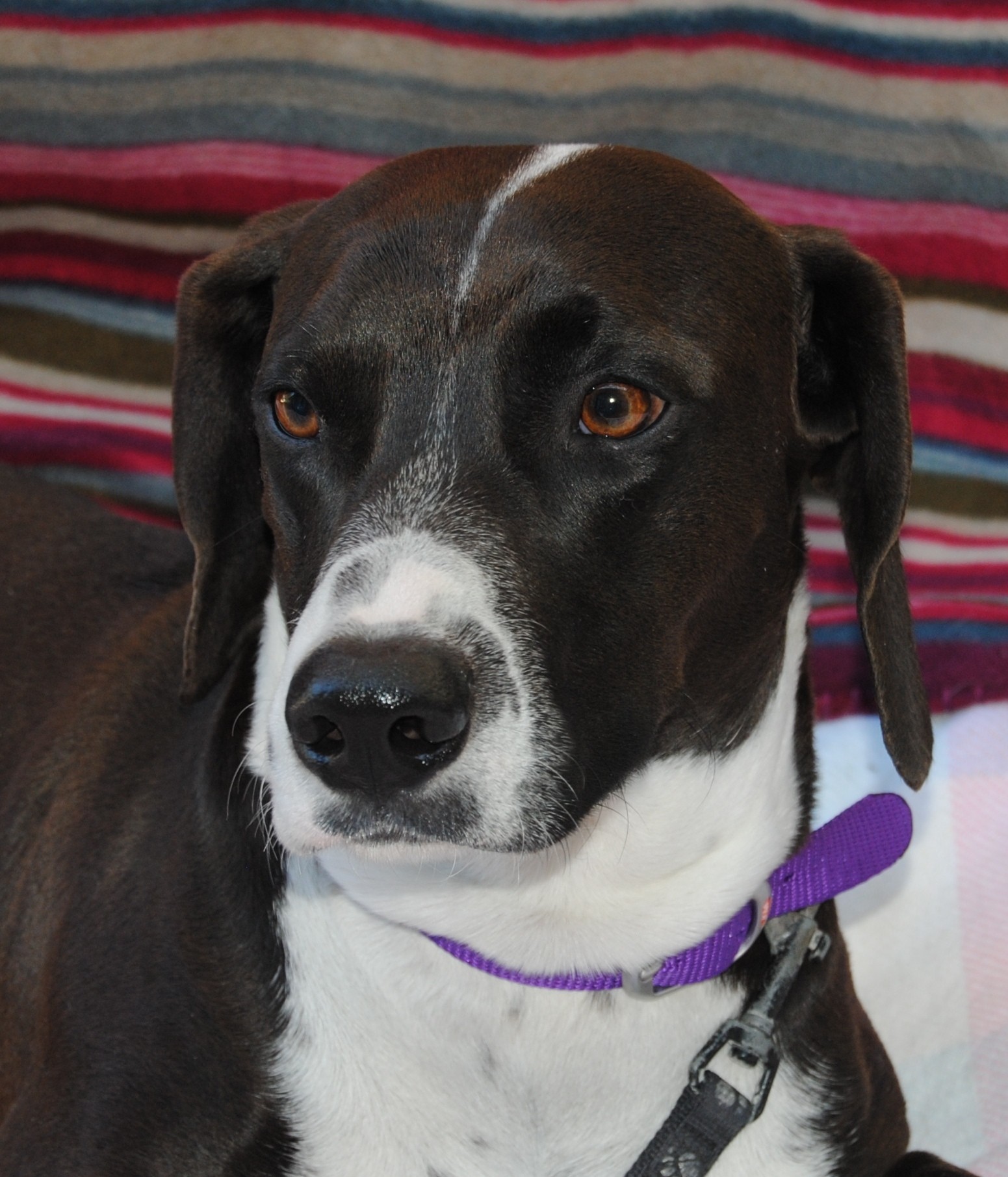 Titan Medium Male Dachshund x Dalmatian Mix Dog in QLD PetRescue