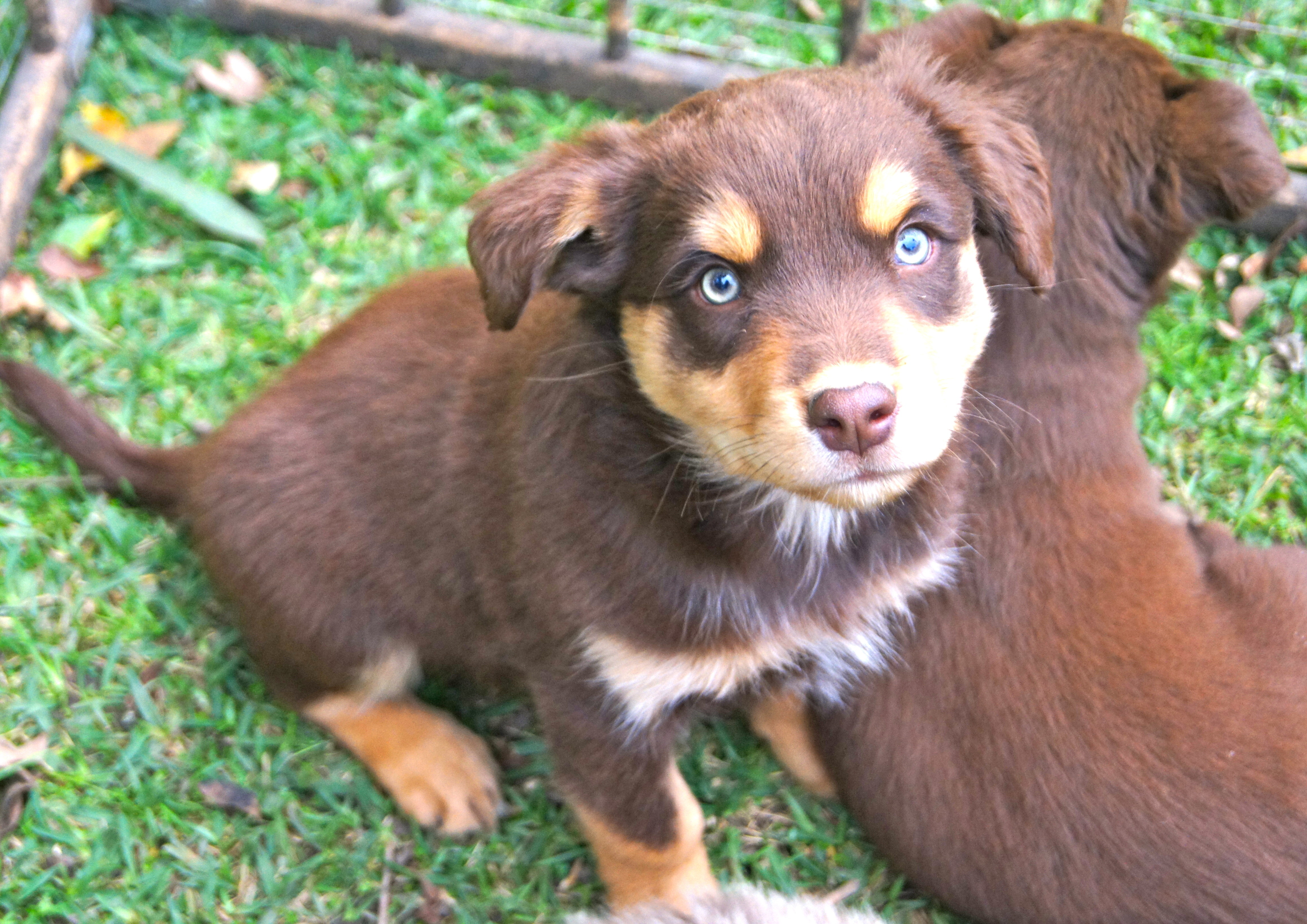 Cadbury Medium Male Kelpie x Golden Retriever Mix Dog in NSW PetRescue