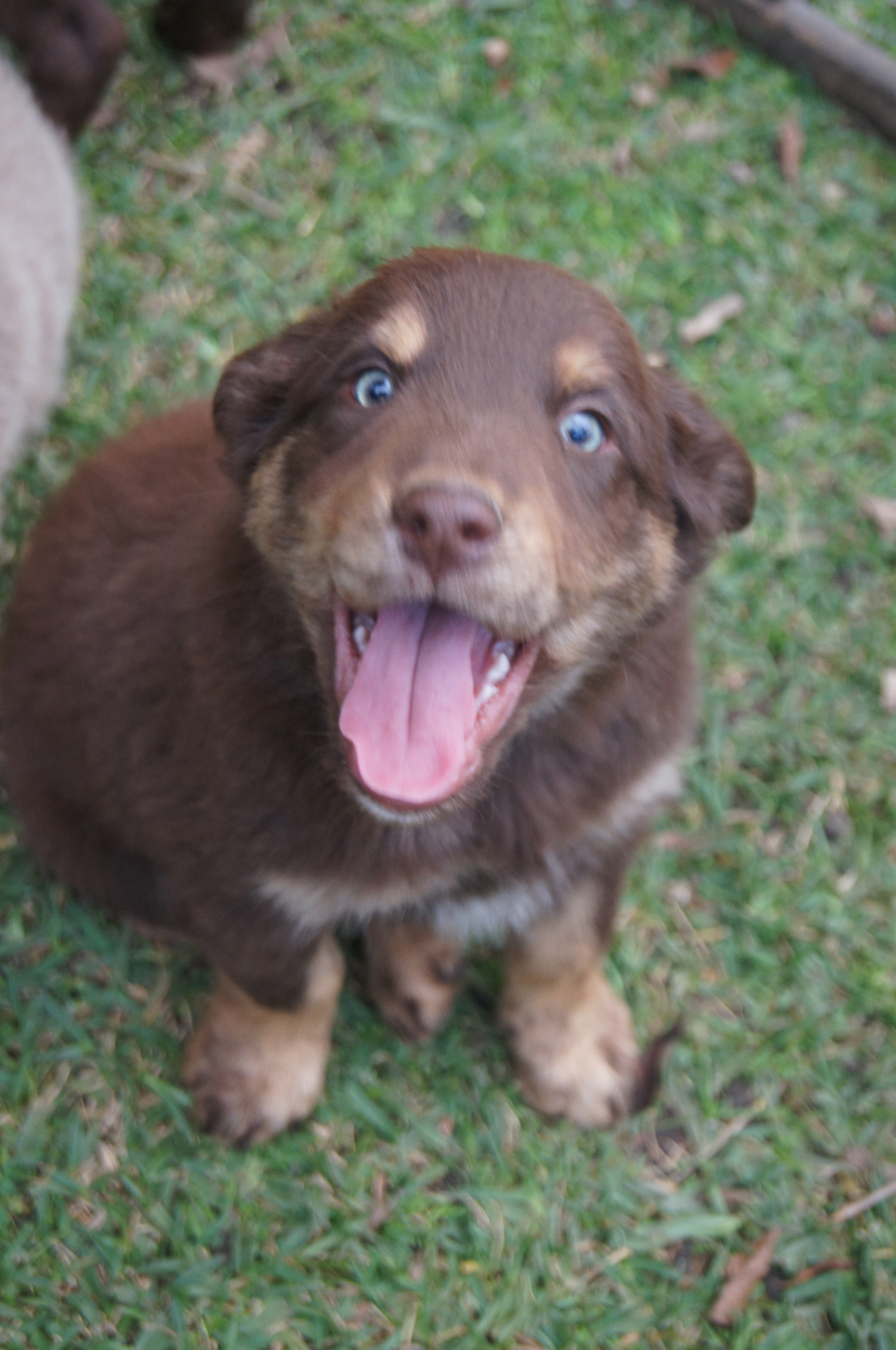 Mars Medium Male Kelpie x Golden Retriever Mix Dog in NSW PetRescue