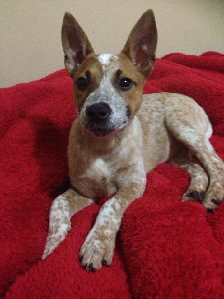 Kim Medium Female Red Heeler Mix Dog in VIC PetRescue