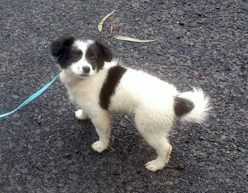 papillon jack russell mix