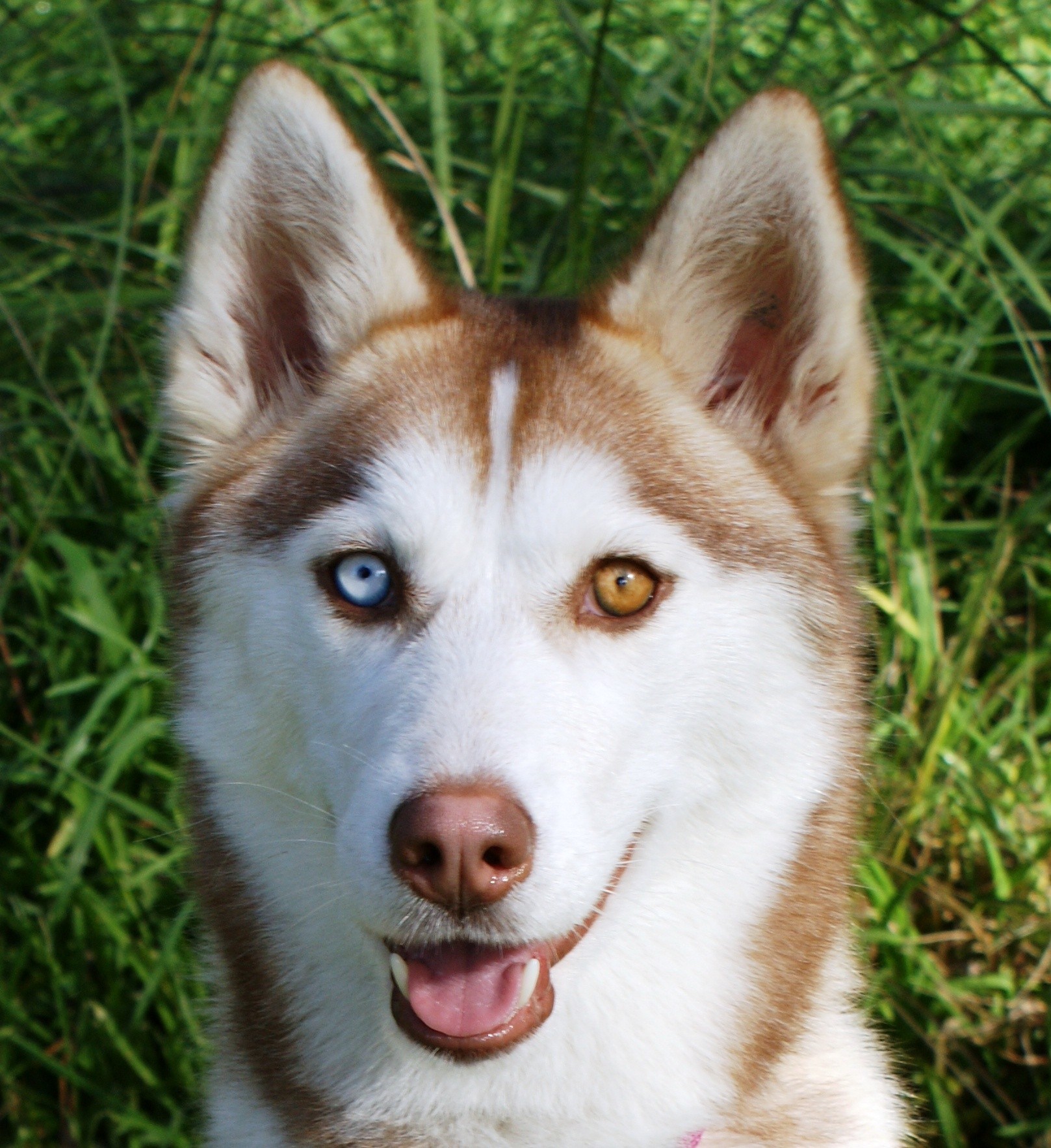 meika-medium-female-siberian-husky-dog-in-vic-petrescue