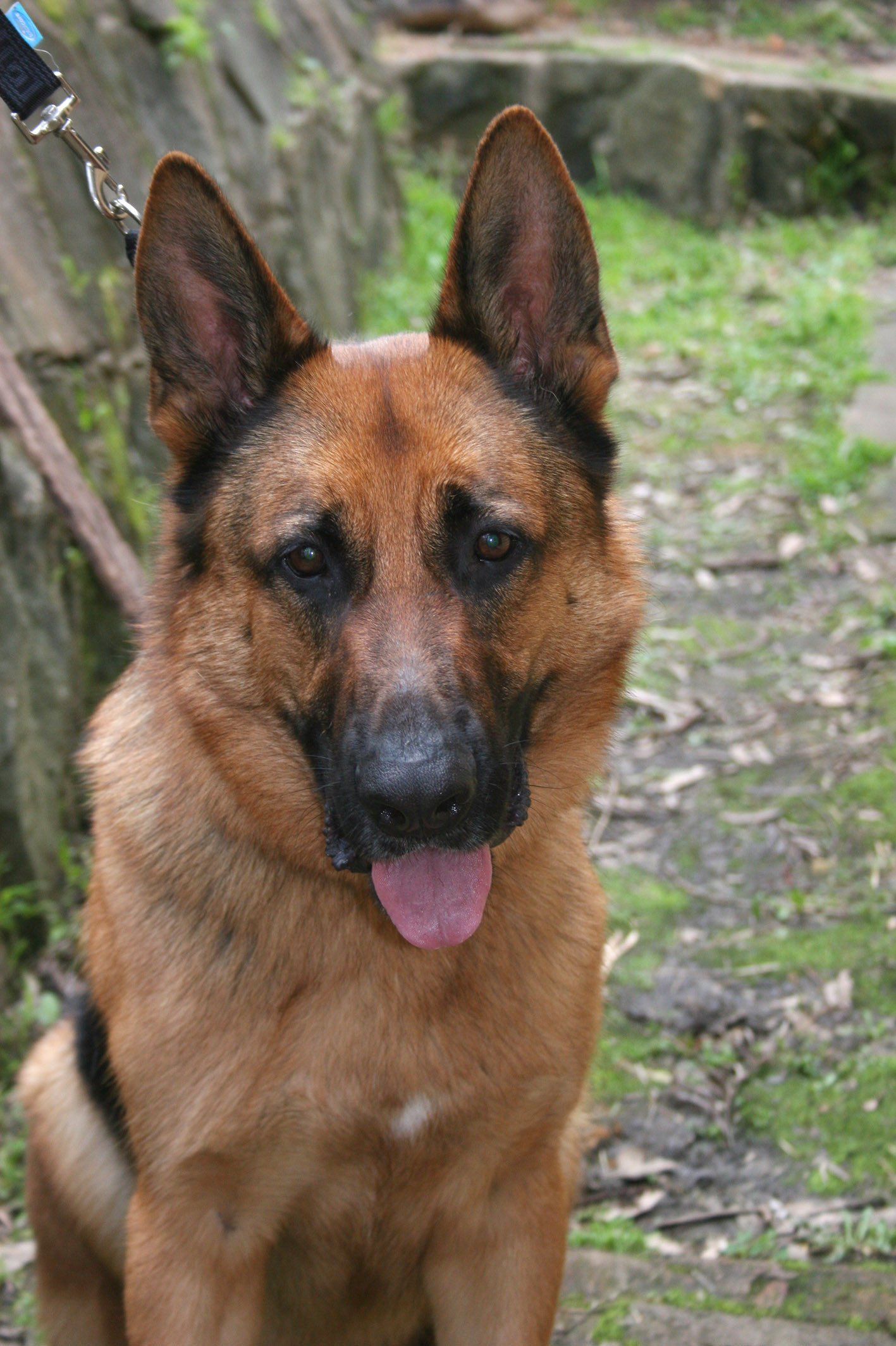 Ziggy - Large Male German Shepherd Dog in NSW - PetRescue