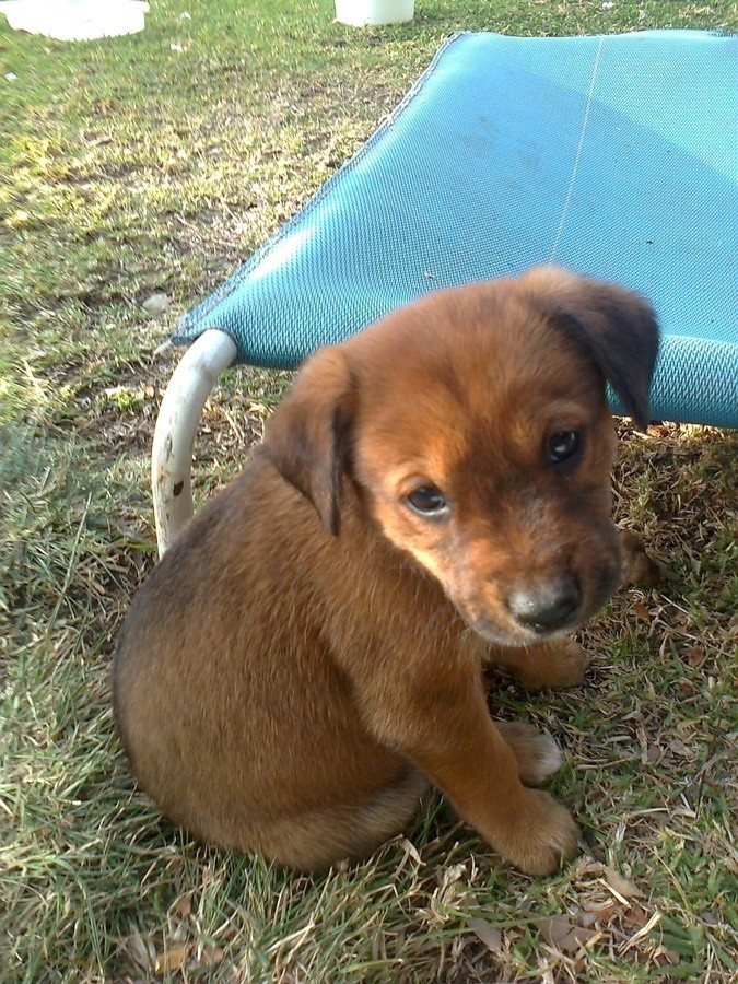Dingo pup 2 Medium Female Dingo Mix Dog in NSW PetRescue