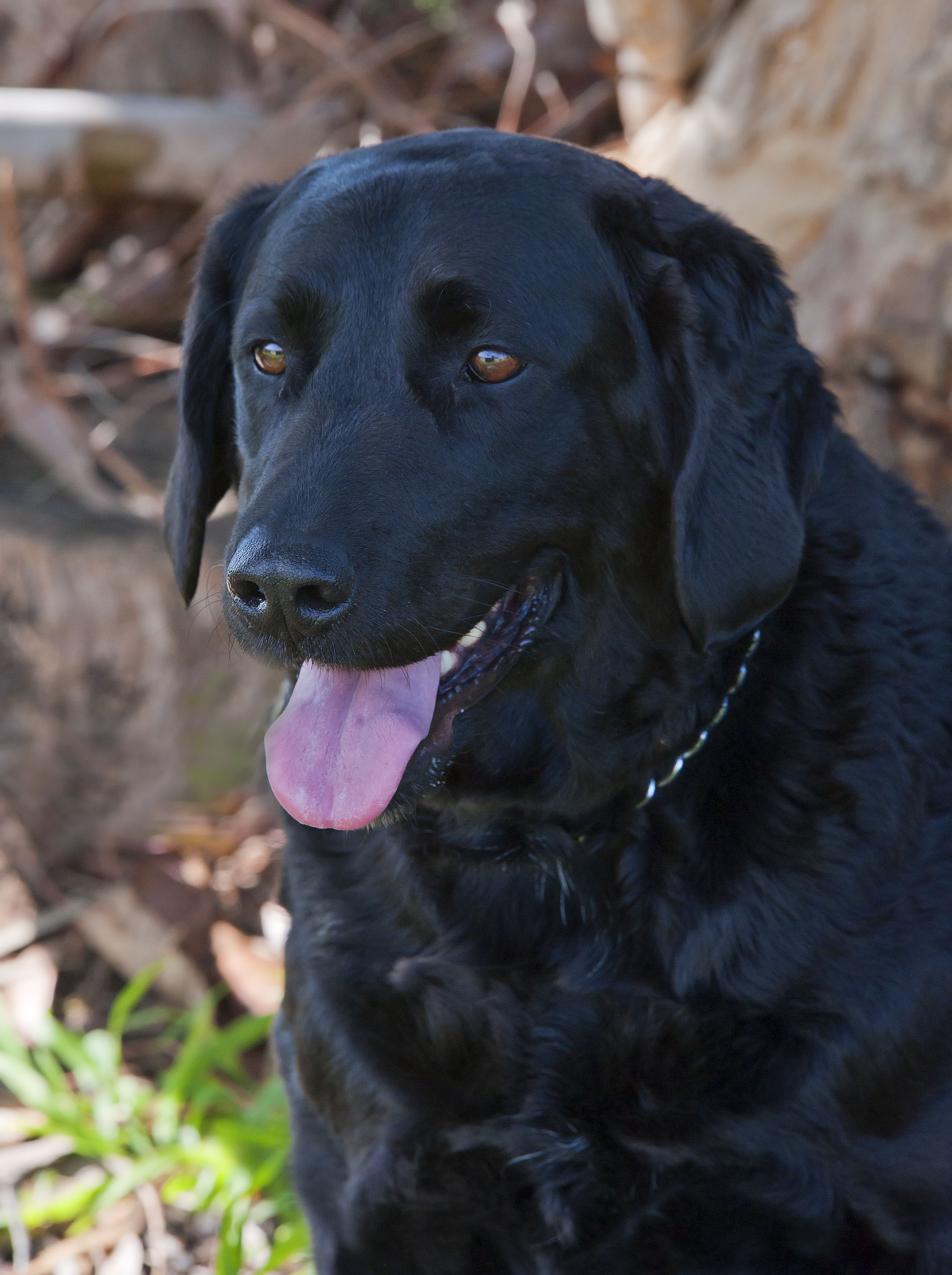 Lexie ID17329 Medium Female Labrador x Curly Coated Retriever Mix Dog