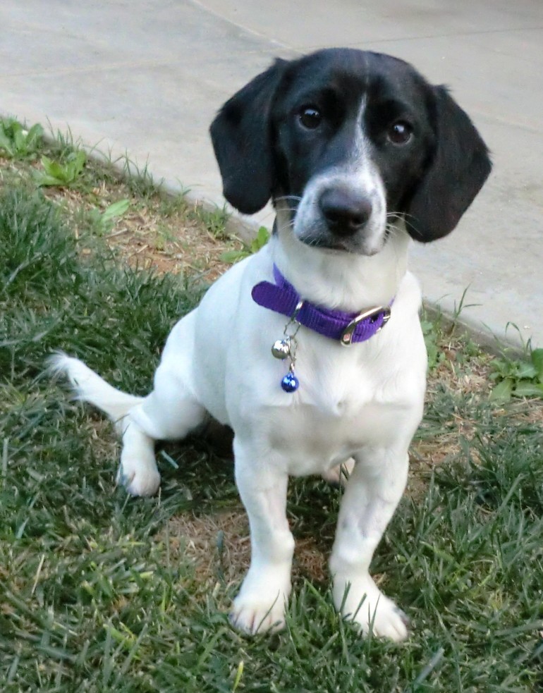 Lexie *On Trial in Her New Home* - Small Female Dachshund x Fox Terrier ...