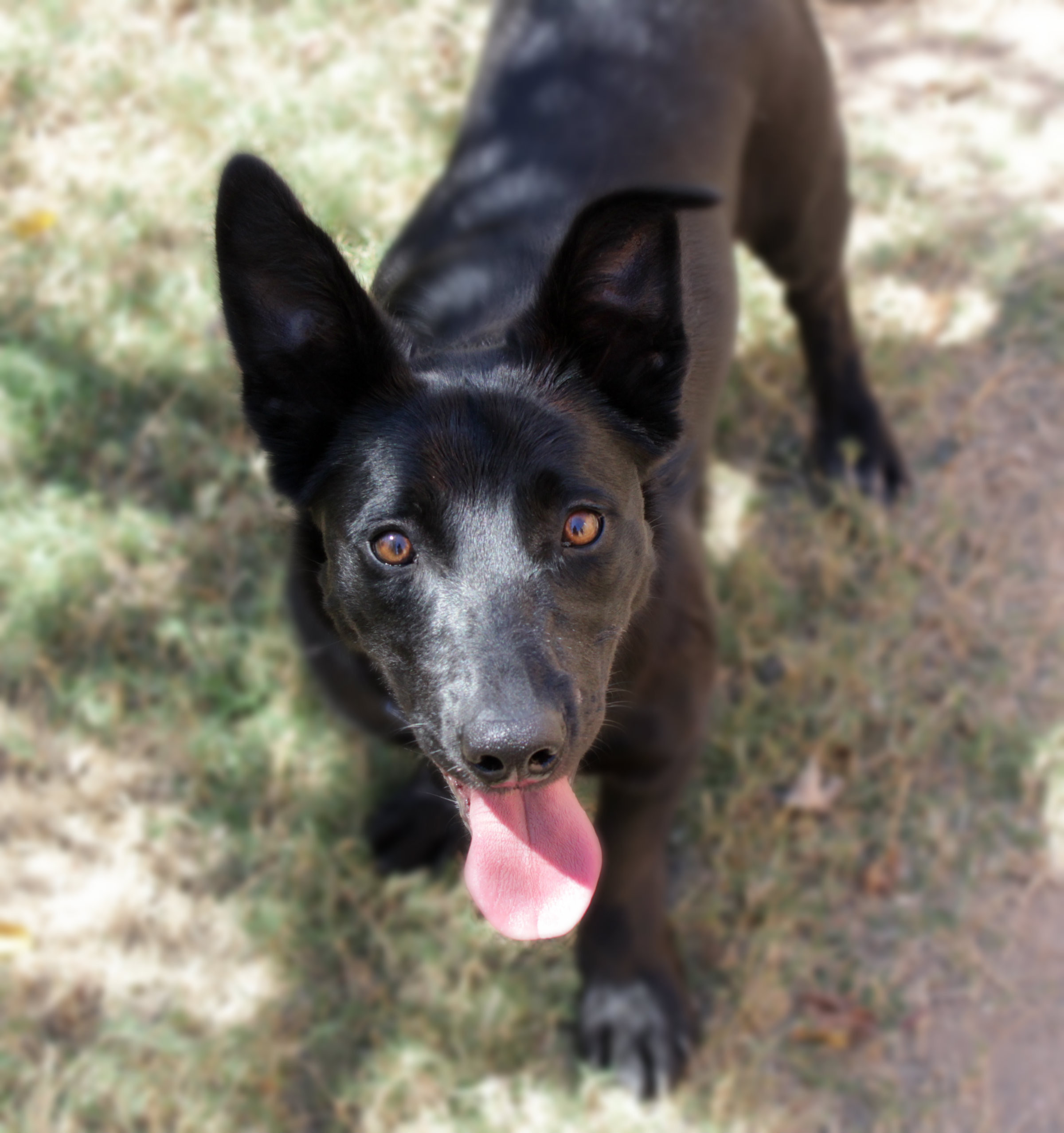 Snoop - Medium Male Kelpie x Corgi Cardigan Welsh Mix Dog in QLD ...