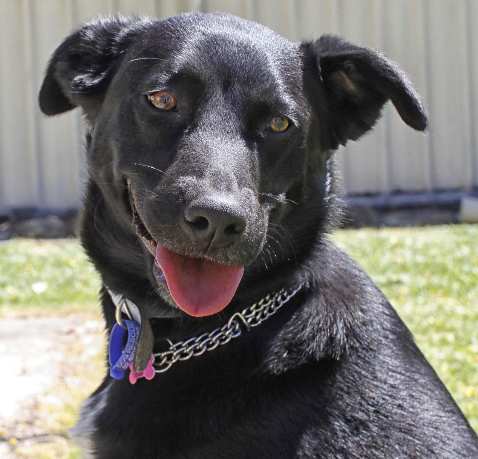 Gypsy (On Trial 10/11/13) Medium Female Kelpie x Labrador Dog in NSW