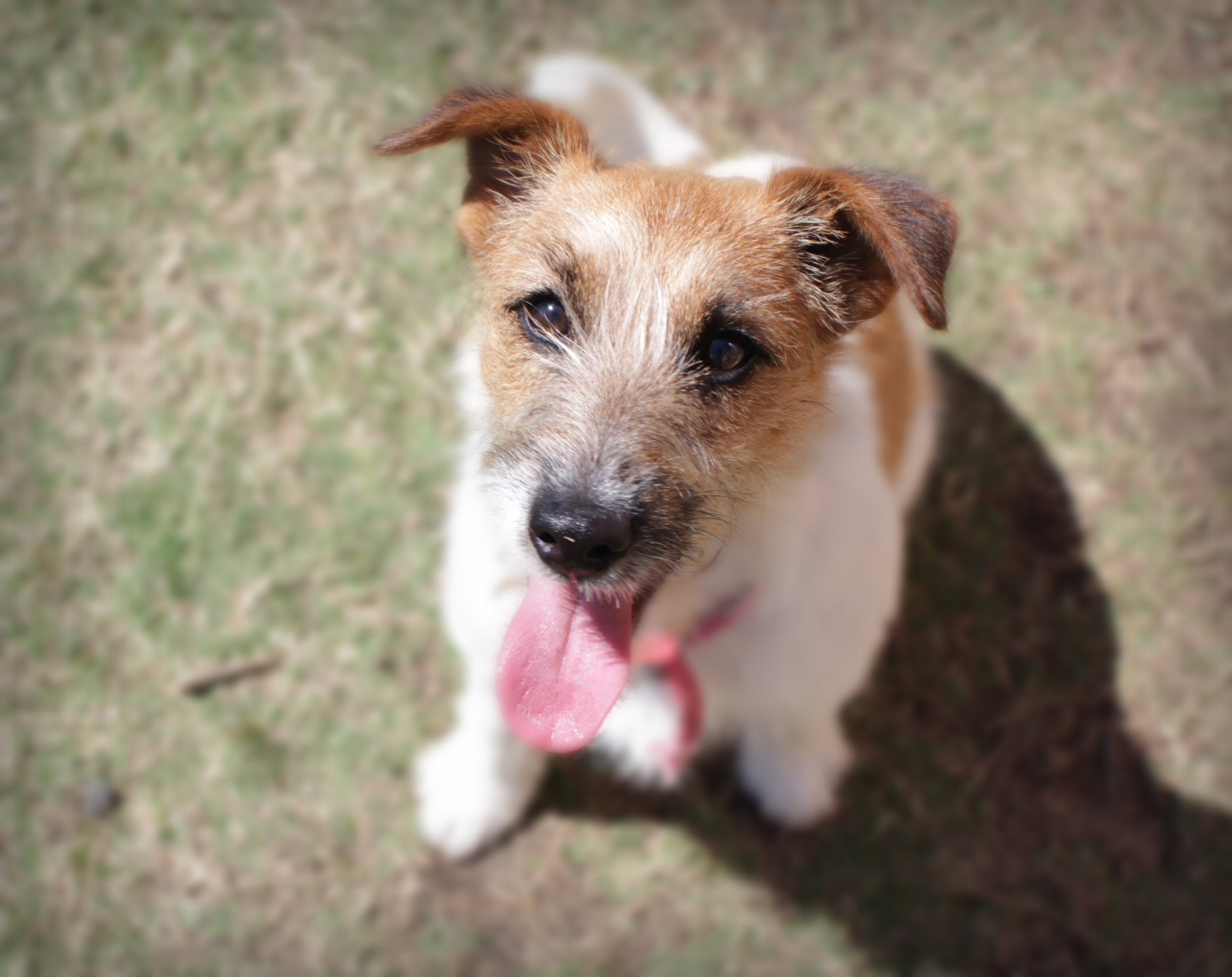 Brad Small Male Fox Terrier x Wirehaired Jack Russell Mix Dog in QLD PetRescue