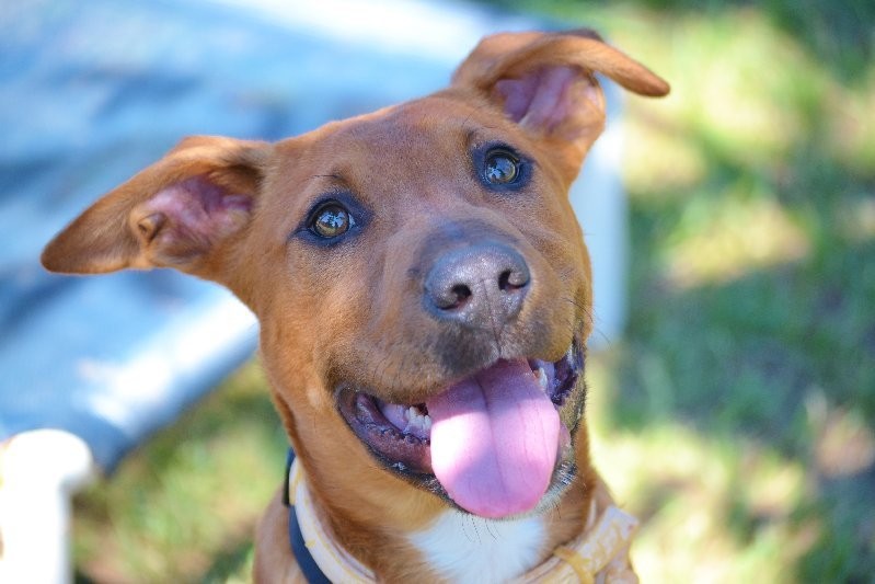 Diego - Medium Male Hungarian Vizsla x Rhodesian Ridgeback x ...