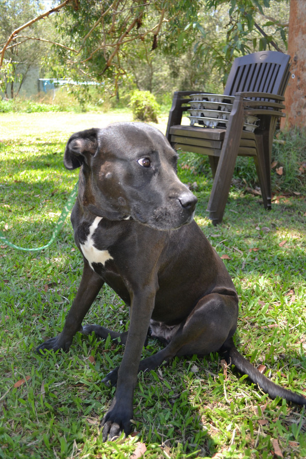 Ebony Large Female Labrador x Bull Arab Mix Dog in QLD PetRescue