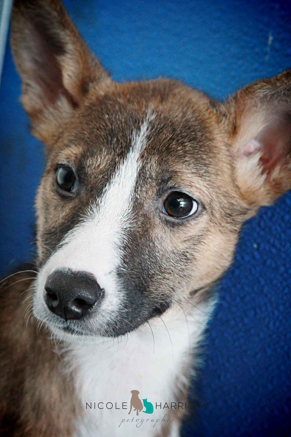 Vivienne Medium Female Basenji x Kelpie Mix Dog in NSW PetRescue