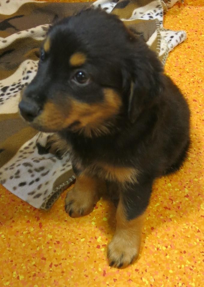 BillyJean Large Female Border Collie x Rottweiler Mix Dog in QLD PetRescue