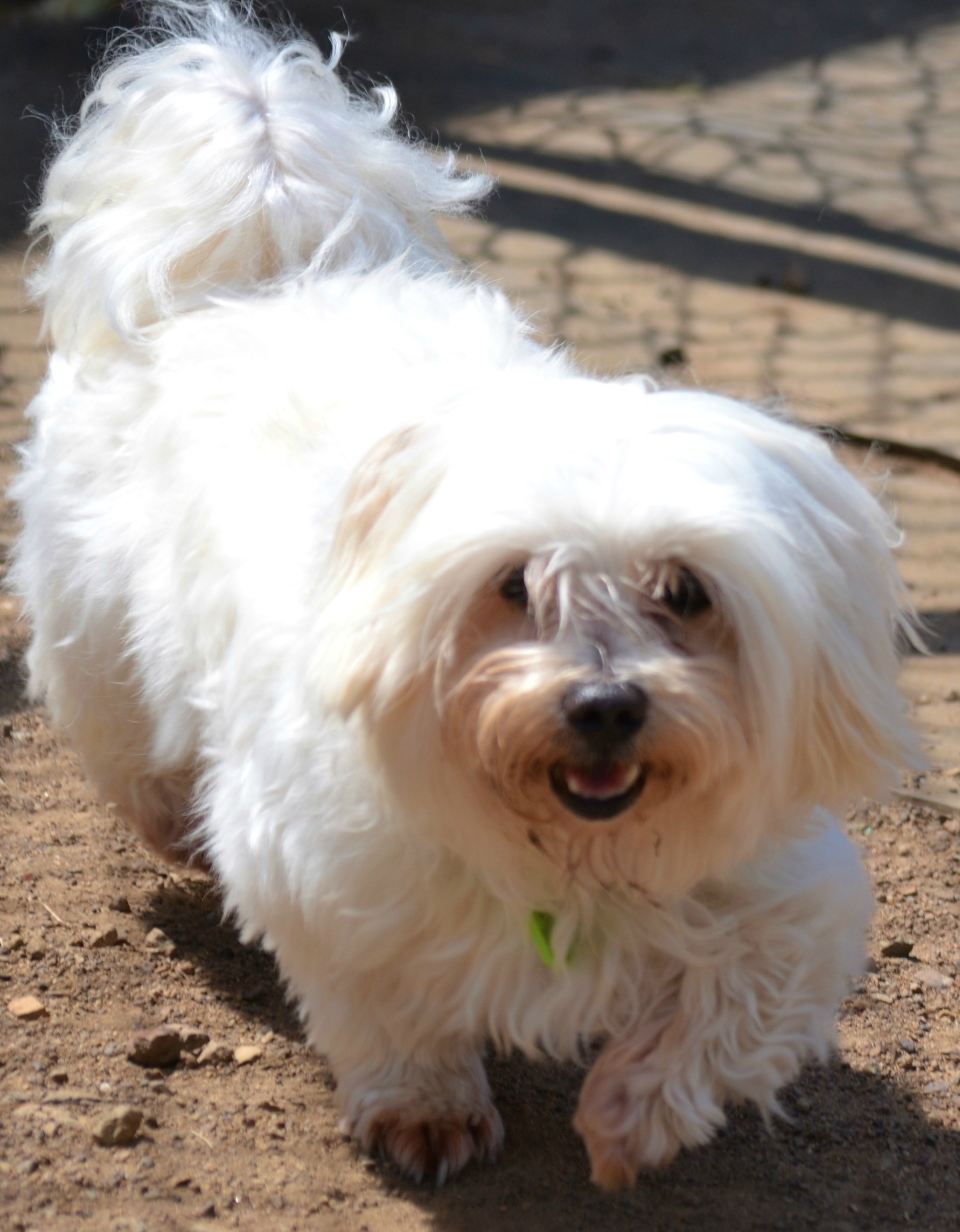 Jack Small Male Lhasa Apso x Maltese Terrier Mix Dog in QLD PetRescue