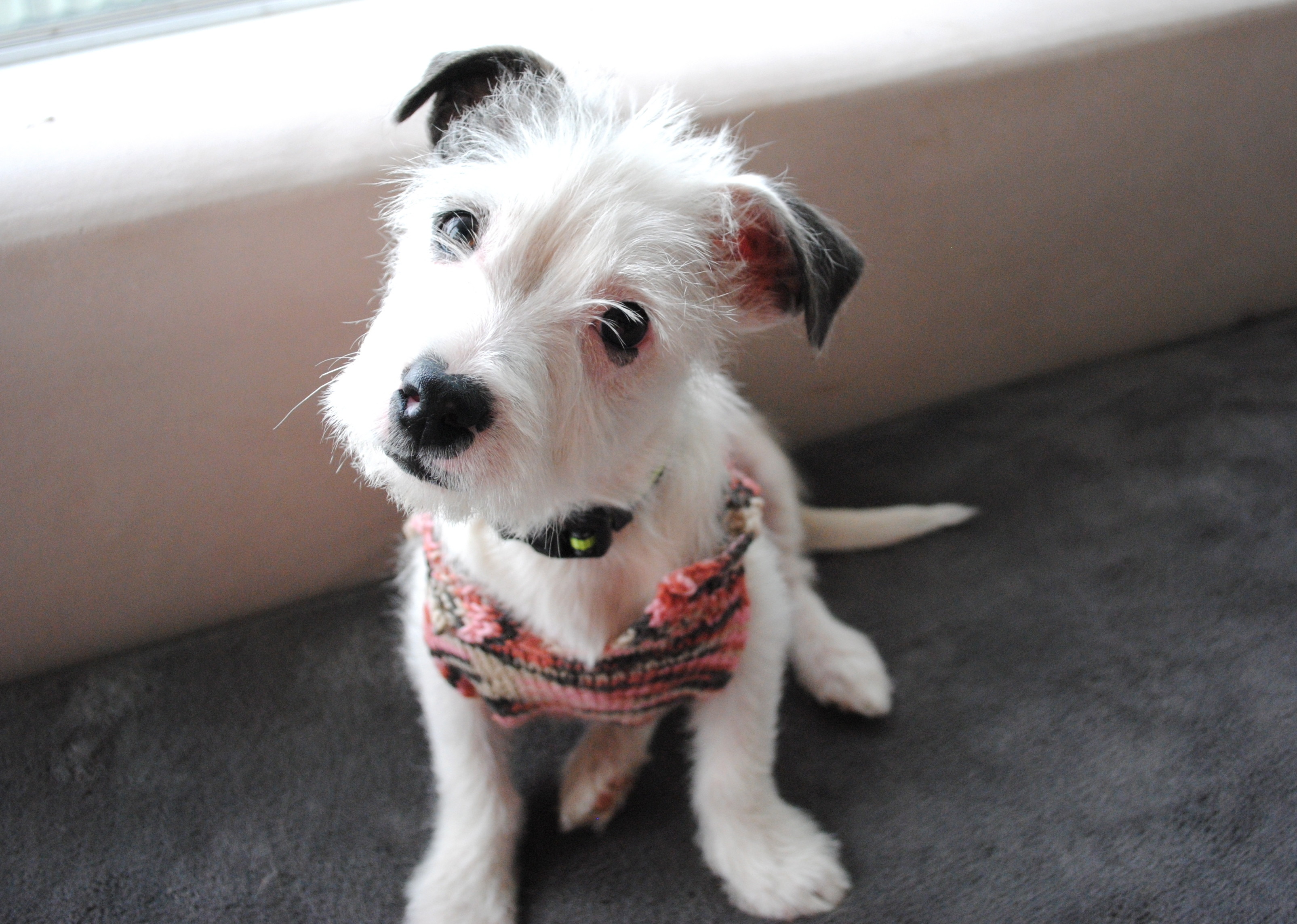 PJ Small Male Terrier Mix Dog in NSW PetRescue