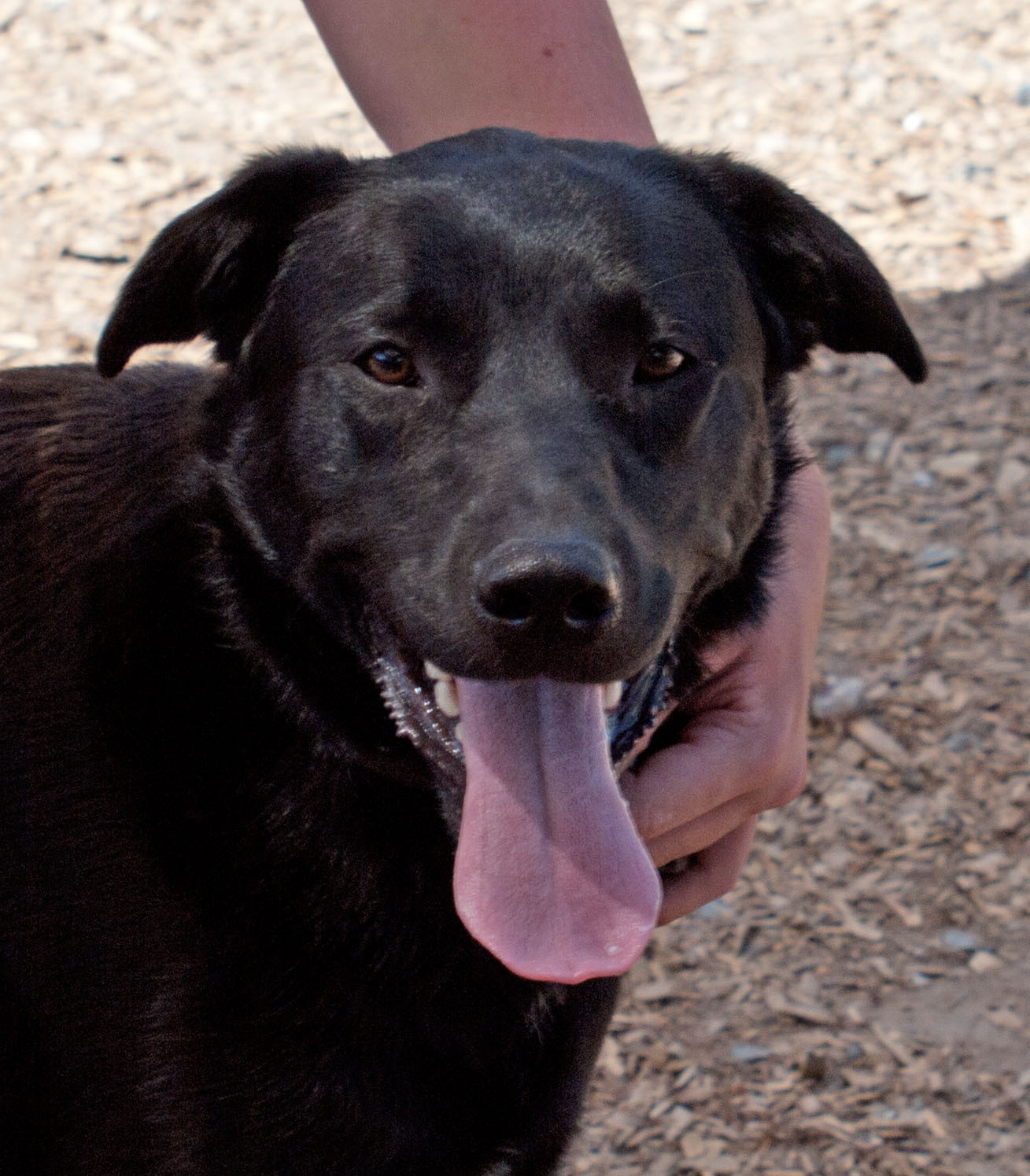 Dusty Medium Male Lab Kelpie Cross Dog in NSW PetRescue