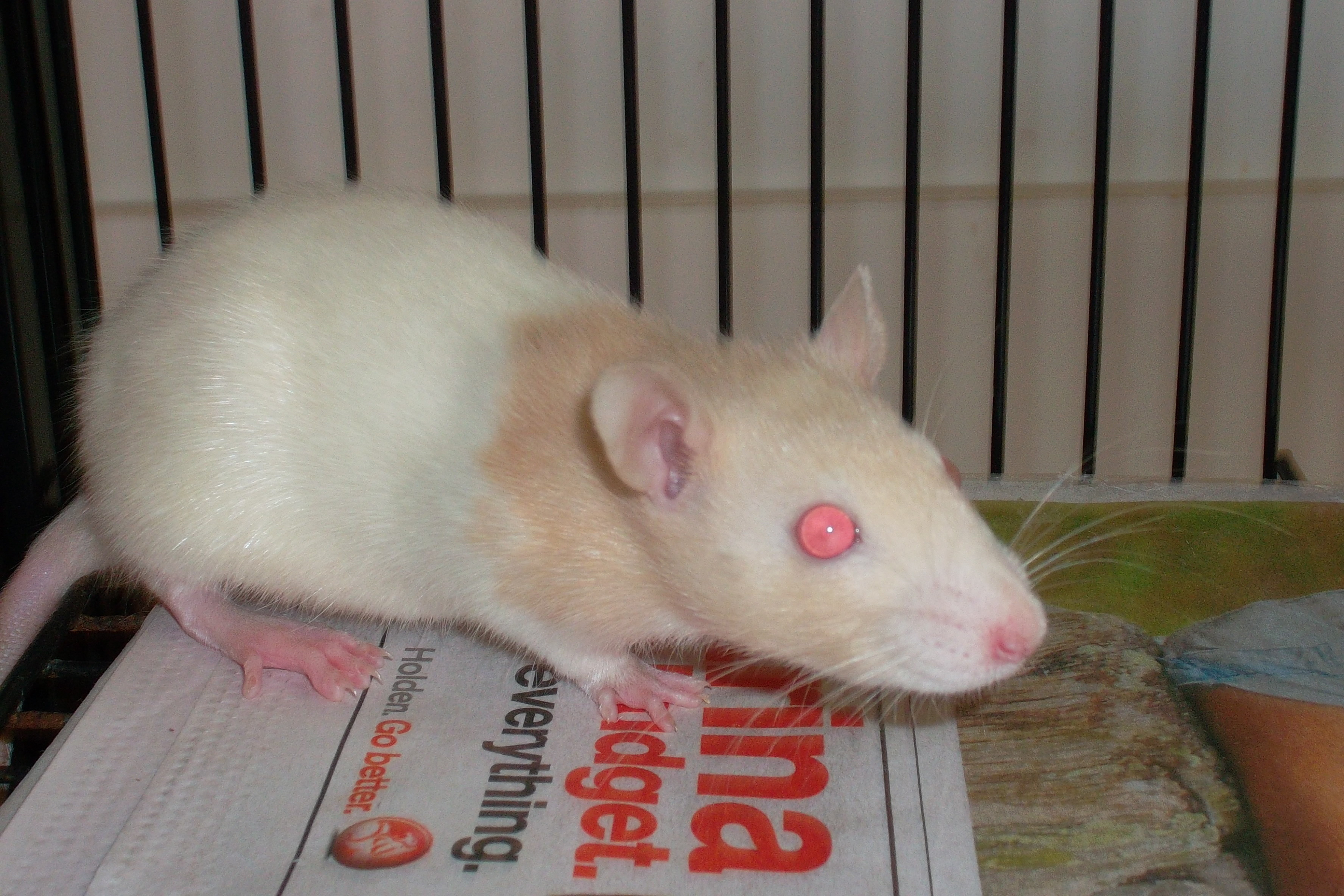 Tiddles Female Rat Mix Rodent in TAS PetRescue