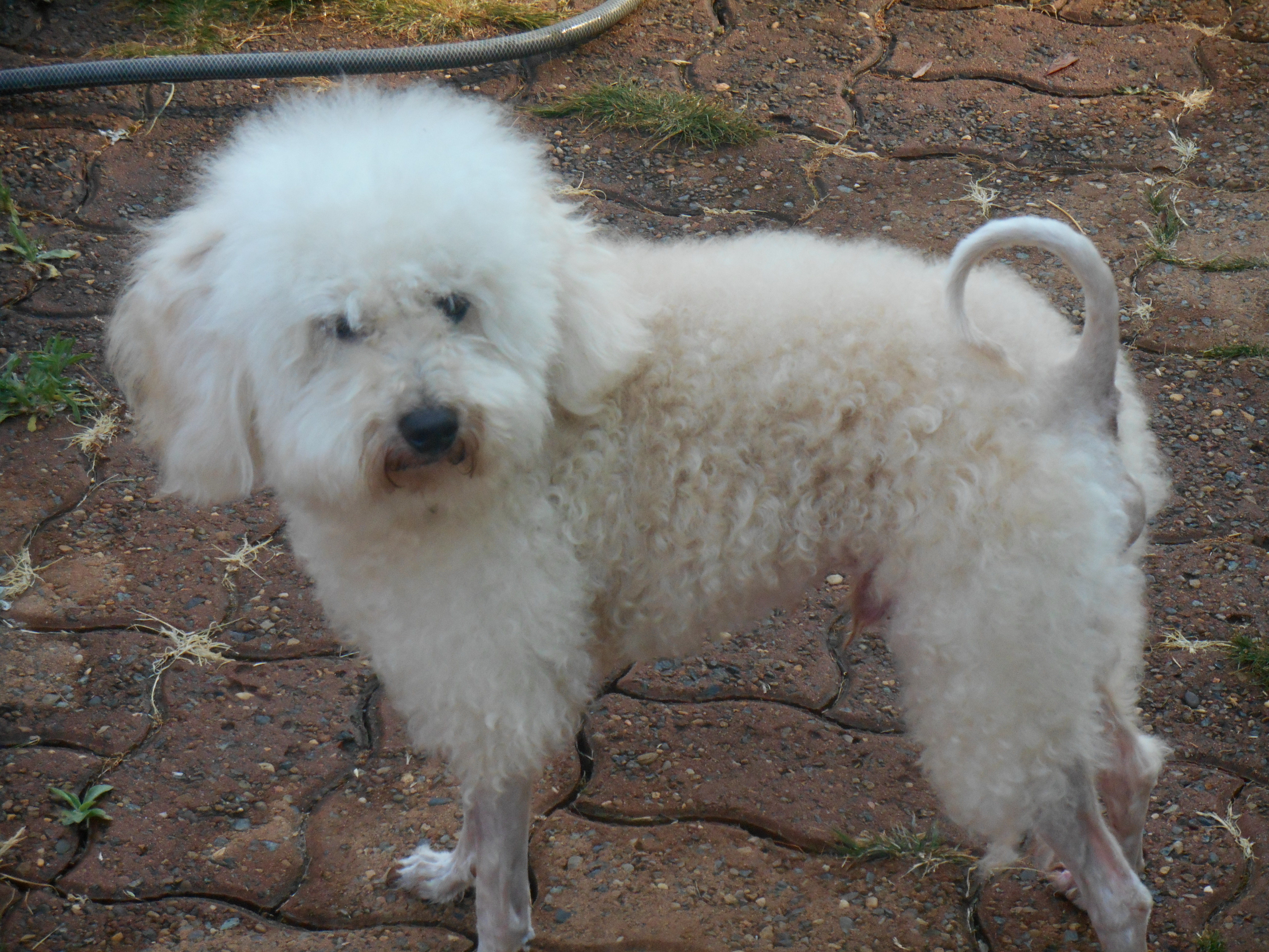 teddy bear bichon frise teddy bear bichon frise