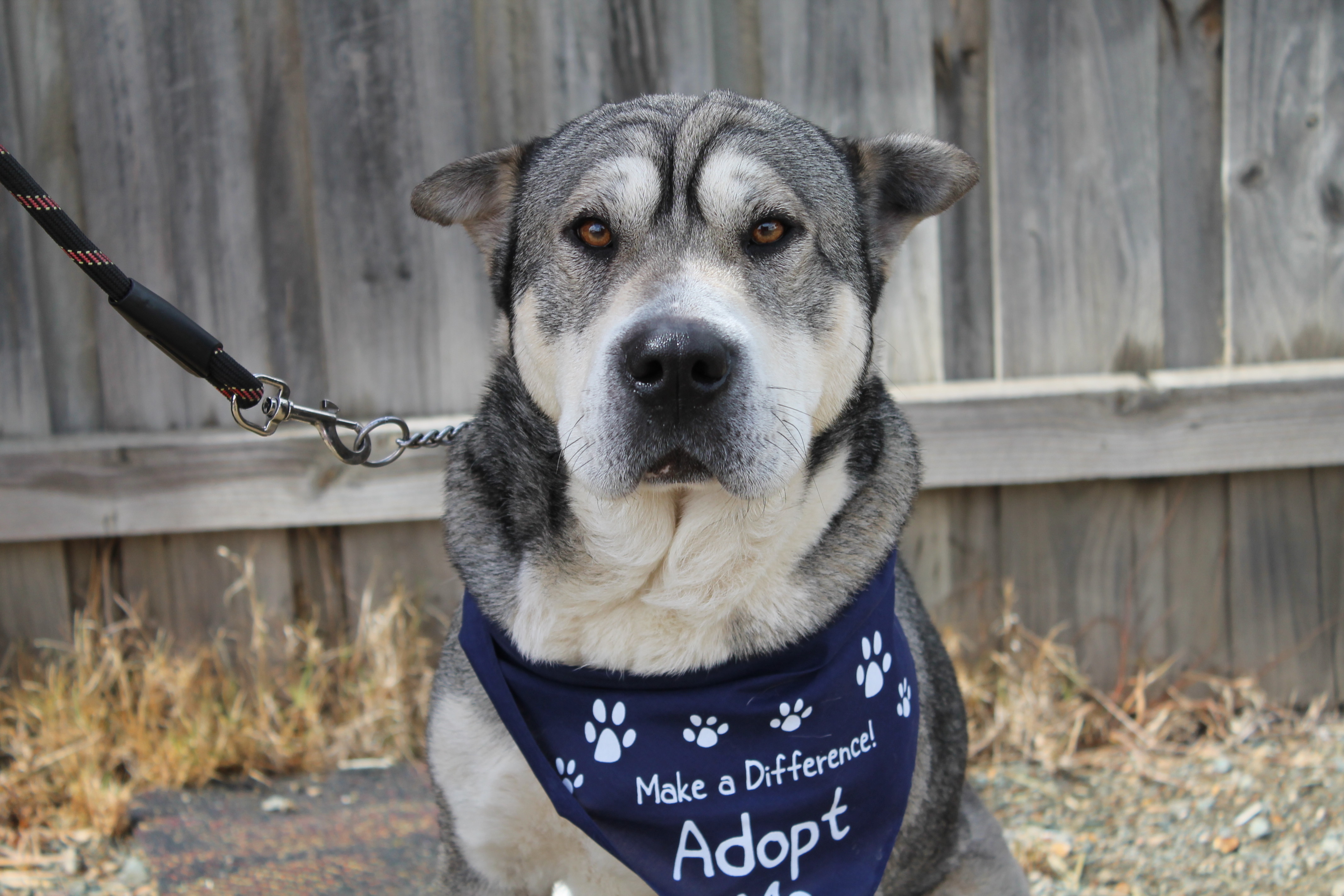 Roly Large Male Husky x Shar Pei Dog in VIC PetRescue