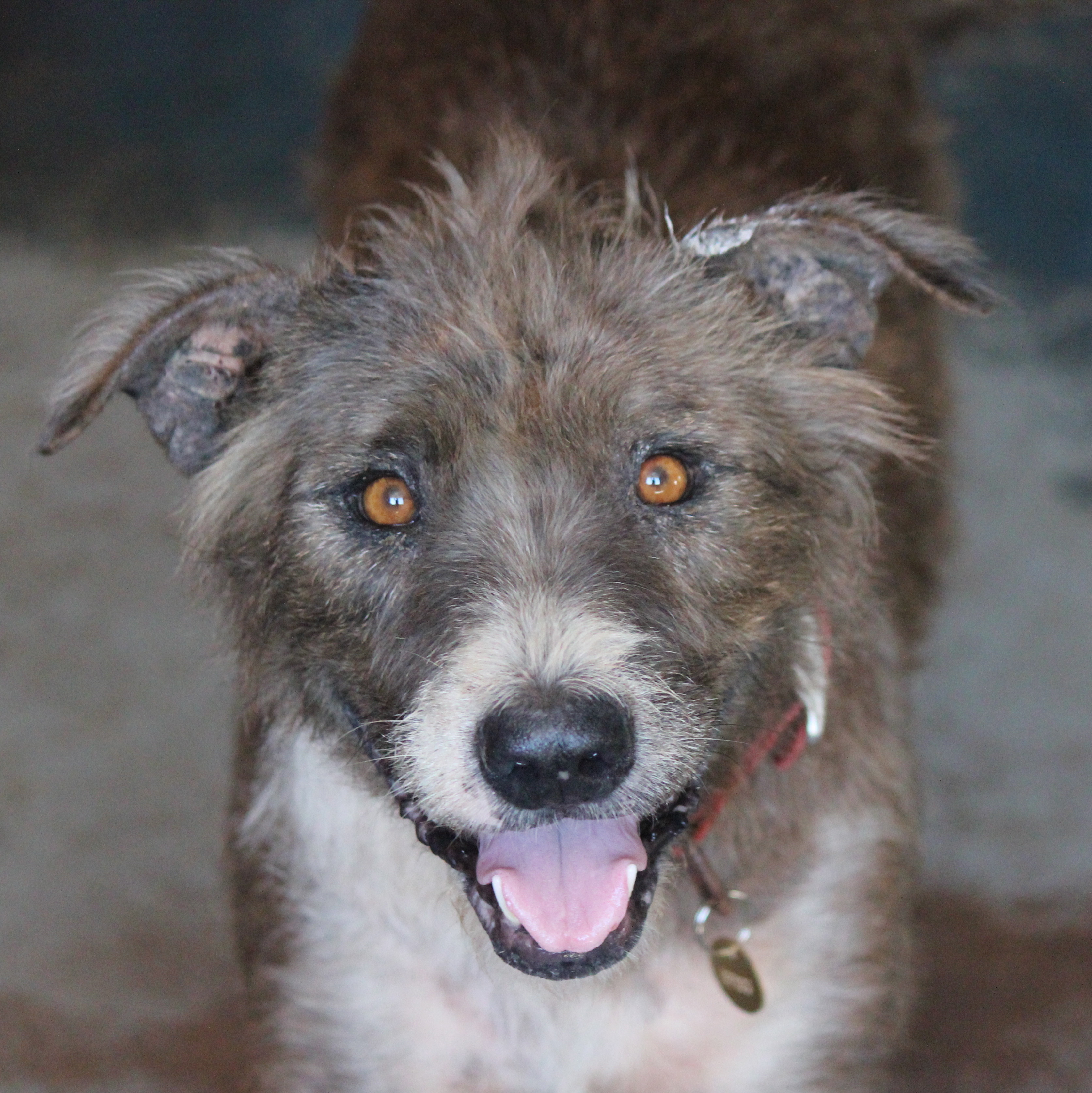 Crystal Medium Female Irish Wolfhound Mix Dog in WA PetRescue