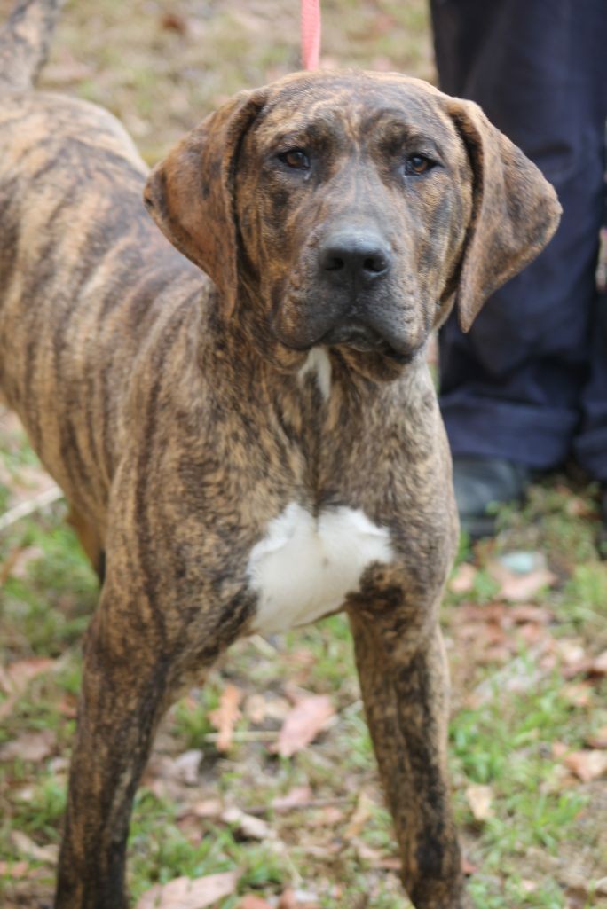 Ruby - Large Female Spanish Mastiff Mix Dog in NSW - PetRescue