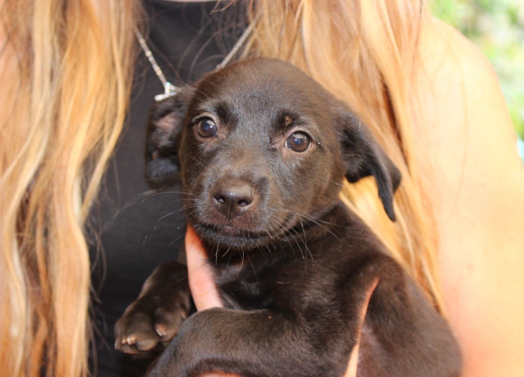 Chloe AP0040 Small Female Labrador x Fox Terrier Mix Dog in WA