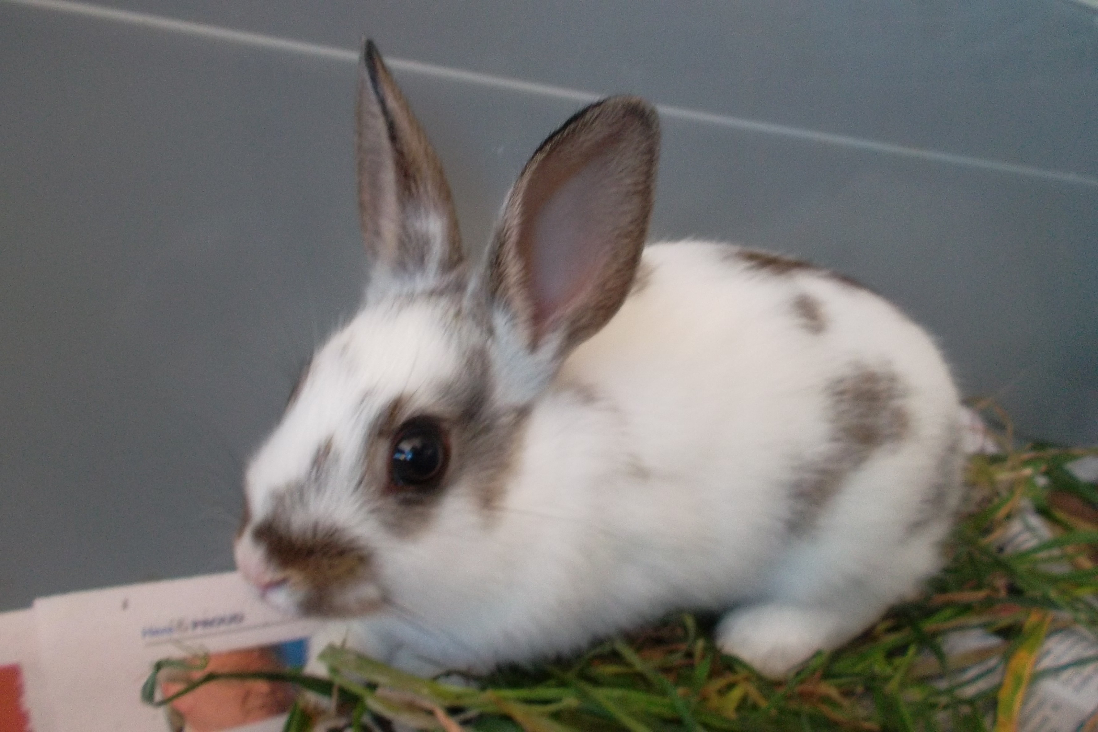 Keeper Female Dwarf Mix Rabbit in TAS PetRescue