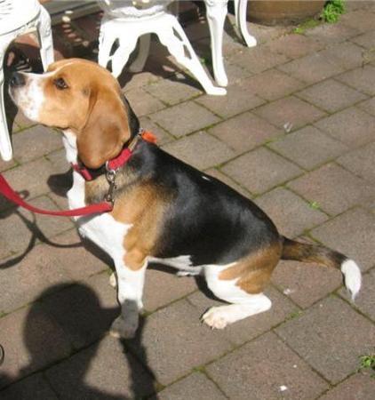 dylan beagles