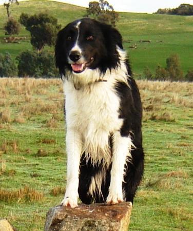 kitten british longhair