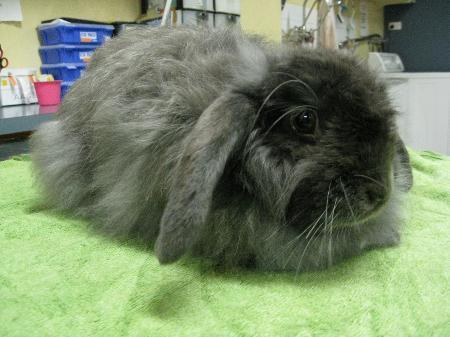 cashmere lop
