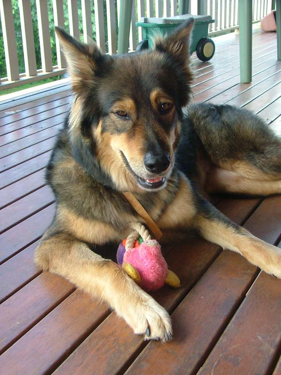 Panda - Large Female German Shepherd Mix Dog in QLD - PetRescue