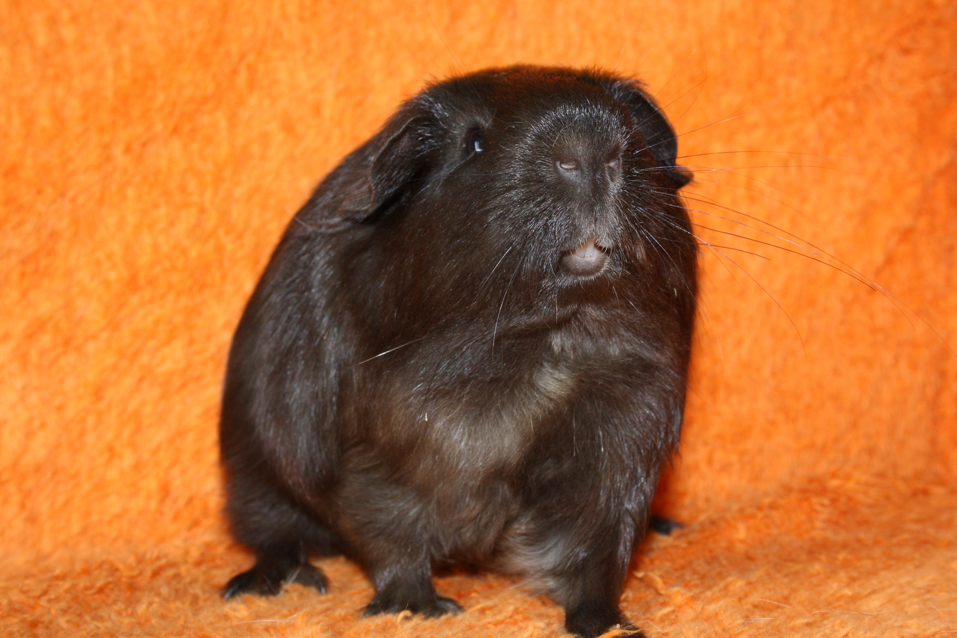 Zeke Male Short hair Guinea Pig In QLD PetRescue