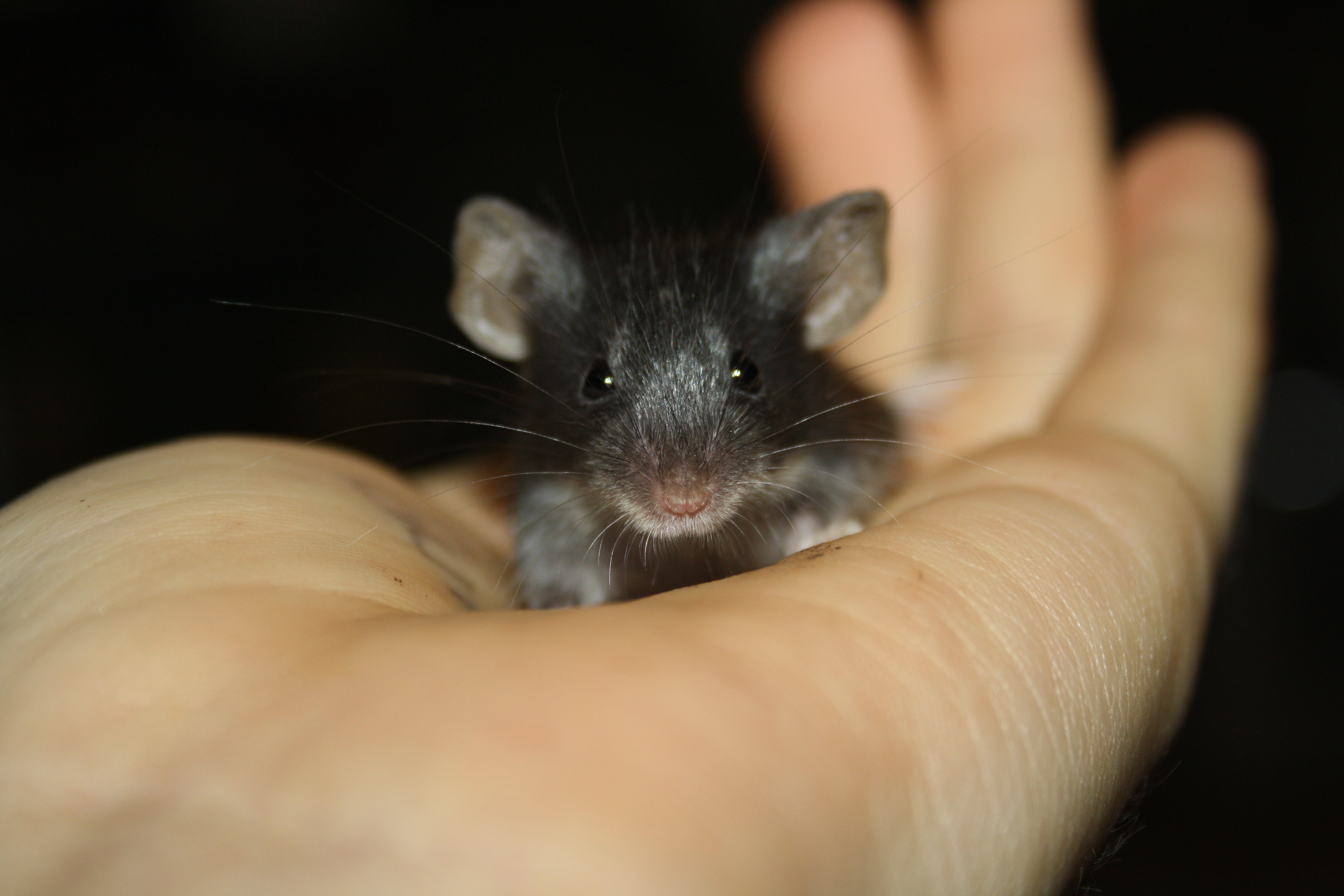 Dasiy Female Mouse in QLD PetRescue
