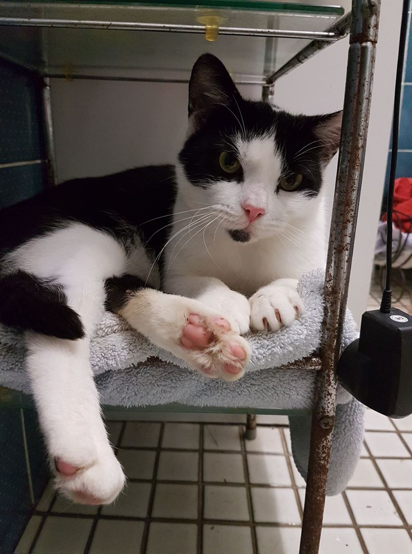 Hannah The Pet House Tuggerah Female Domestic Short Hair Cat in NSW