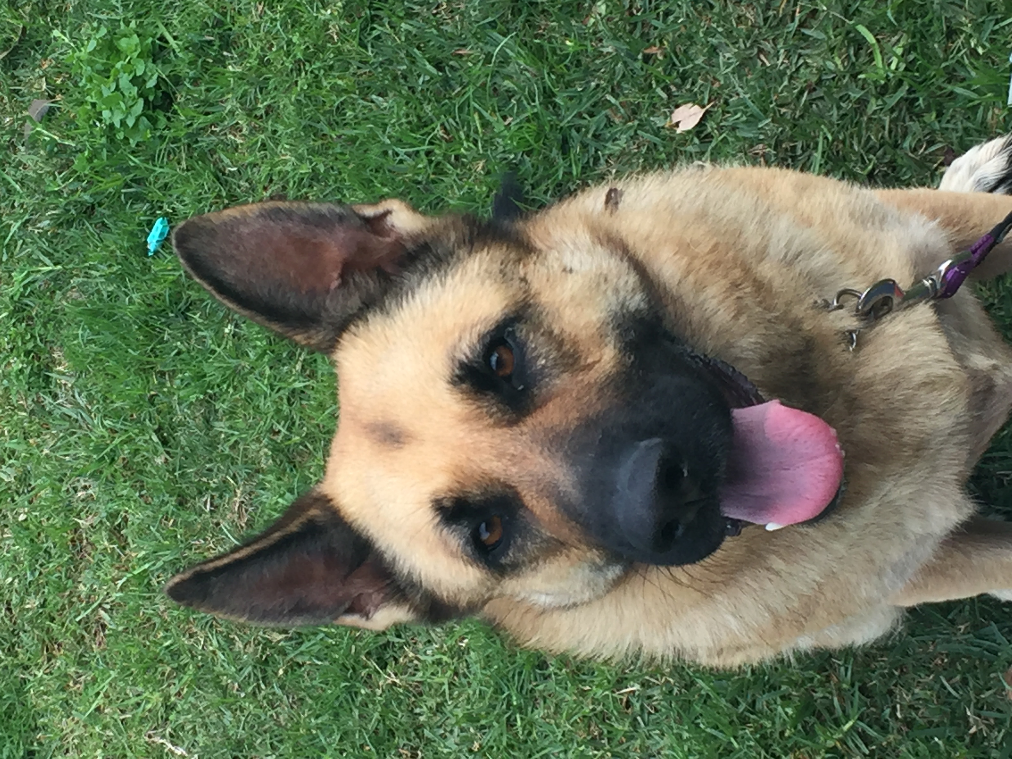 Gertrude - Large Female German Shepherd Dog in NSW - PetRescue