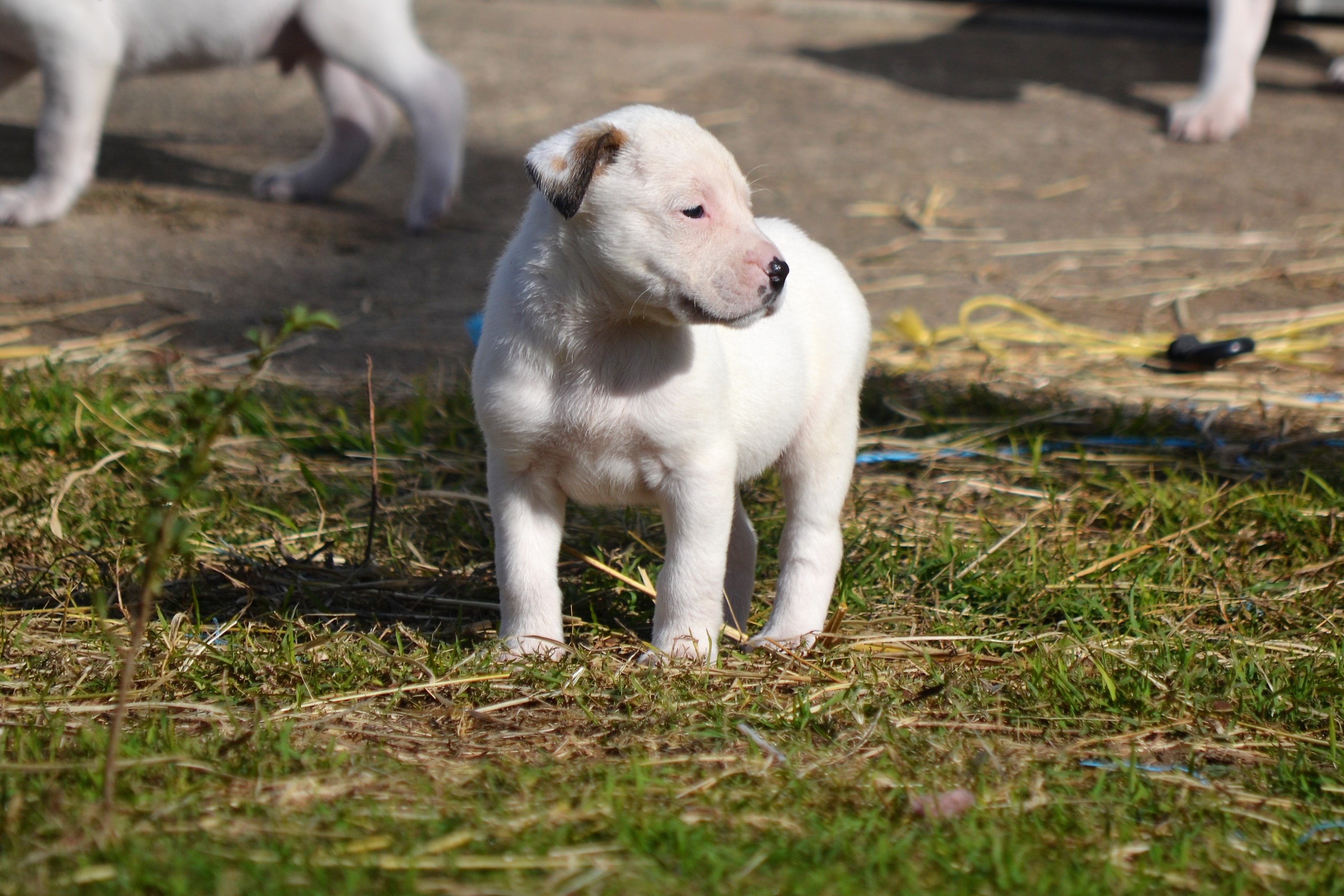 Mace [Macey] Large Female Bull Arab x Wolfhound Mix Dog in QLD PetRescue