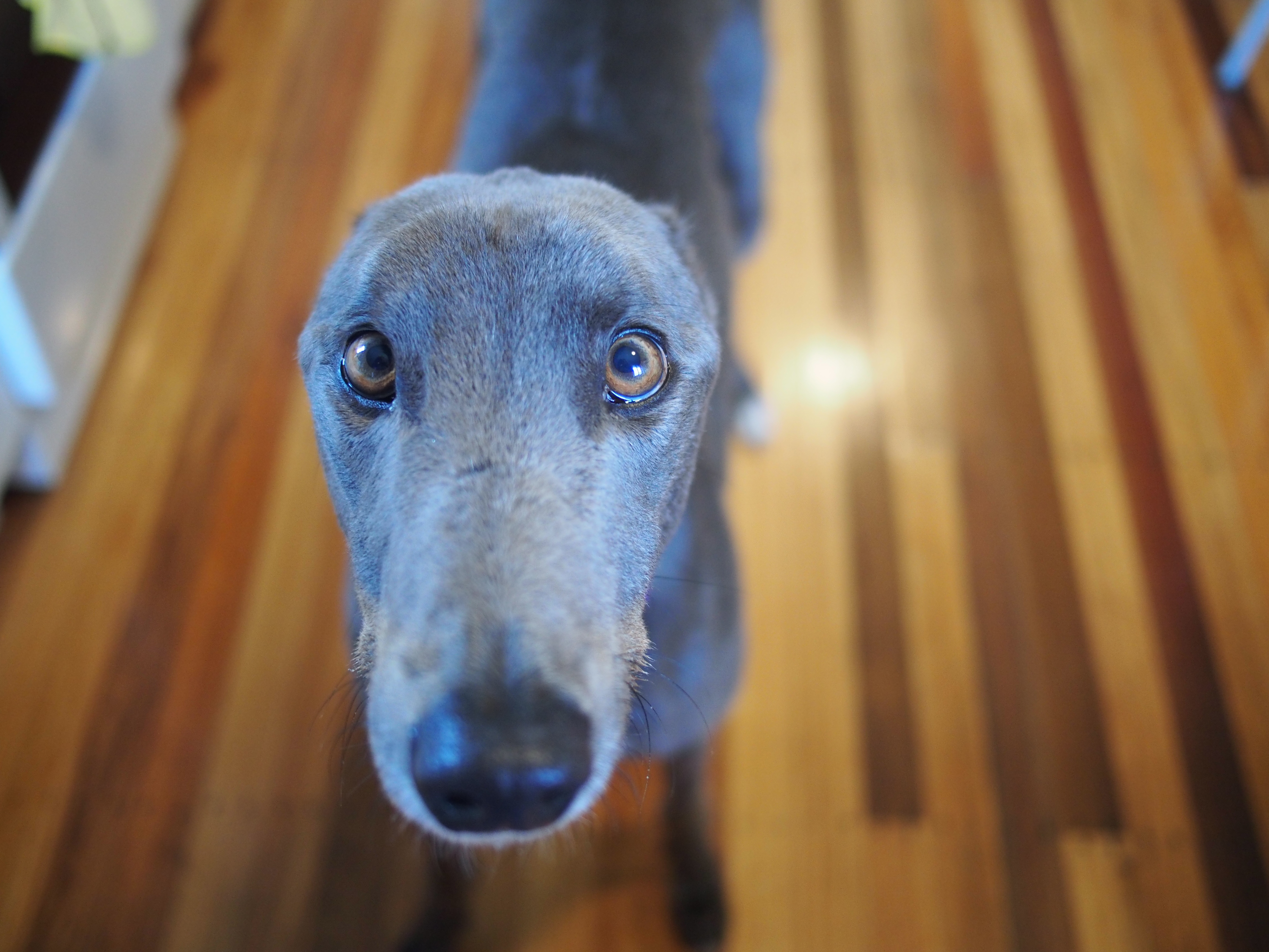 Blue Large Male Greyhound Dog in QLD PetRescue