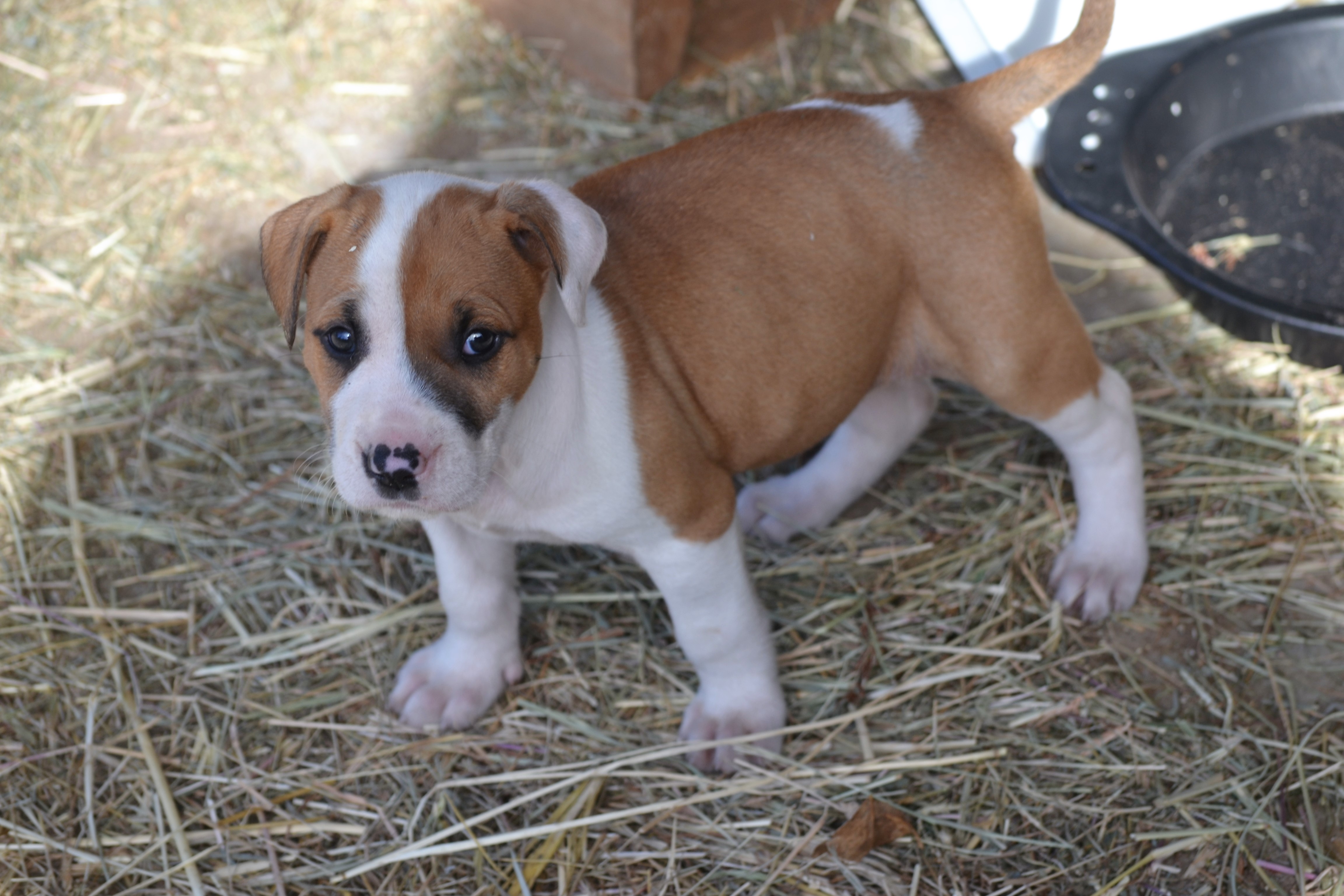 Winterfell Large Female Bull Arab x Wolfhound Mix Dog in QLD PetRescue