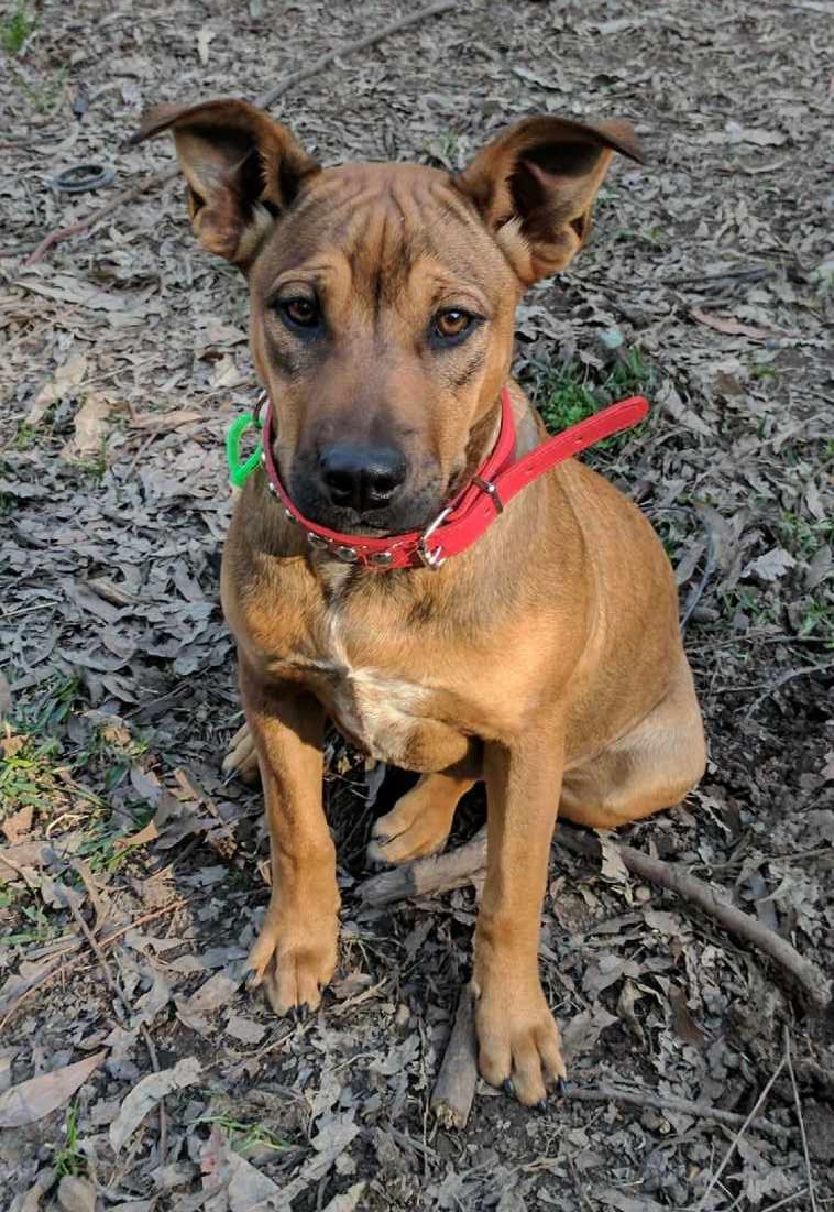 Lizzie Medium Female Rhodesian Ridgeback x Staffy x Shar Pei Mix Dog in NSW PetRescue
